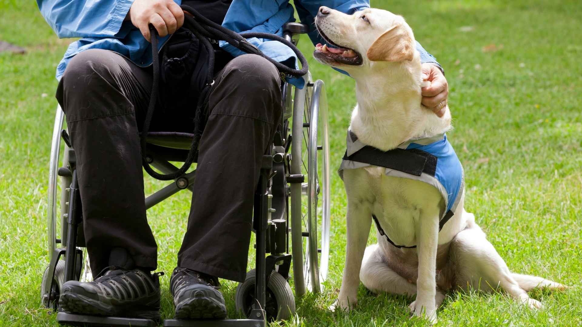 7 Active Emotional Support Dog Breeds That Help You Feel Your Best