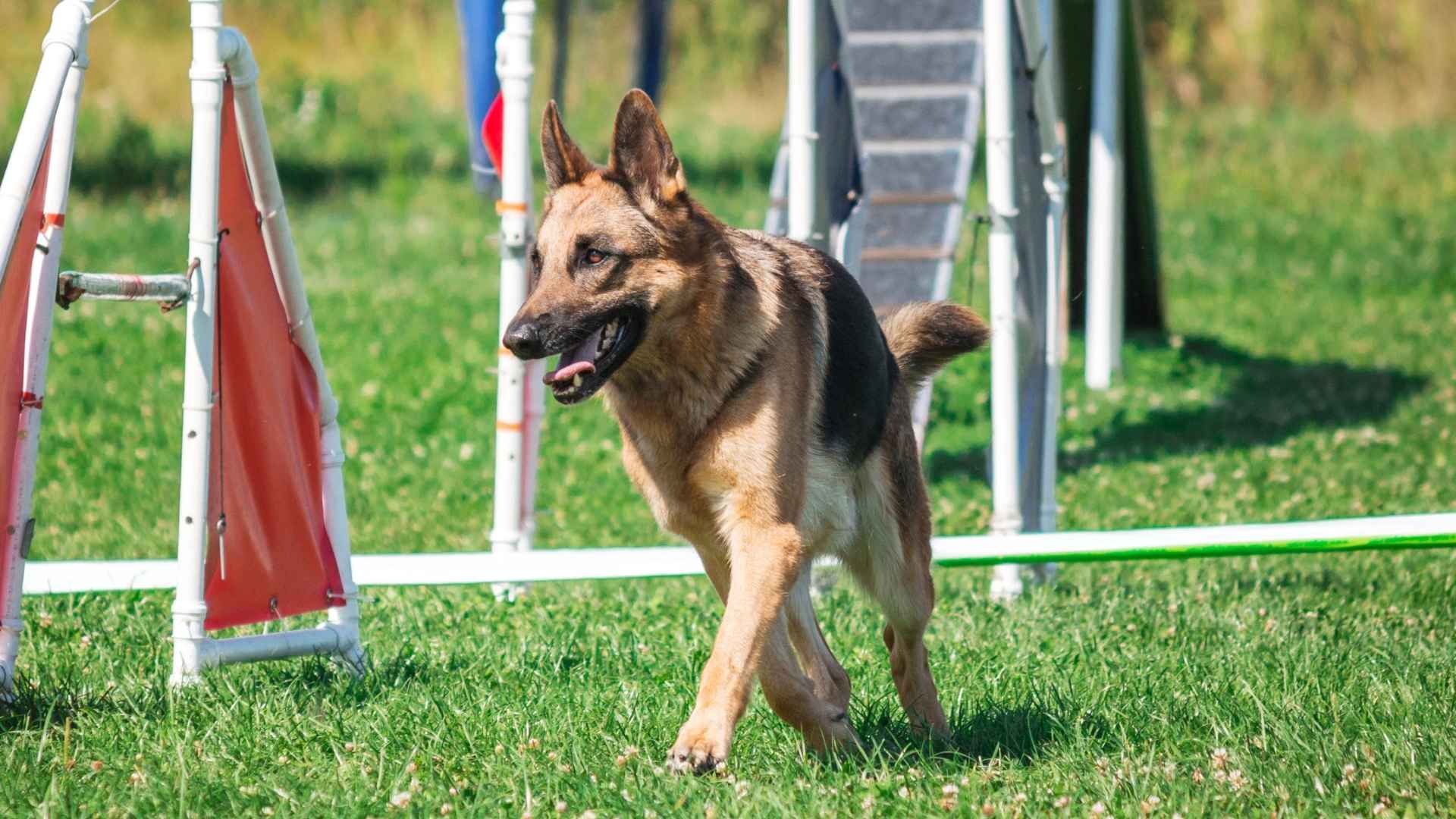 7 Agile Rescue Dog Breeds for Quick Response and Rescue Work