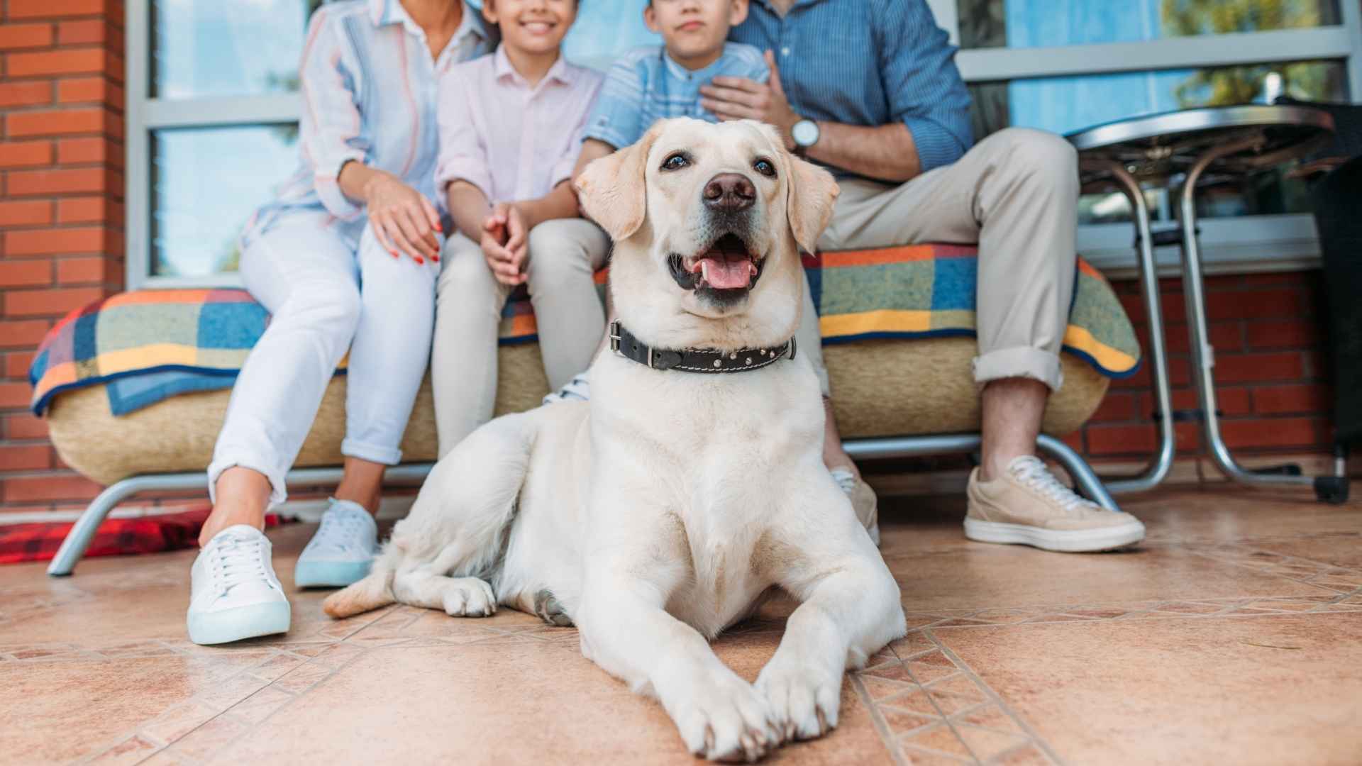 7 Alert and Always Ready Dog Breeds for Ultimate Family Protection