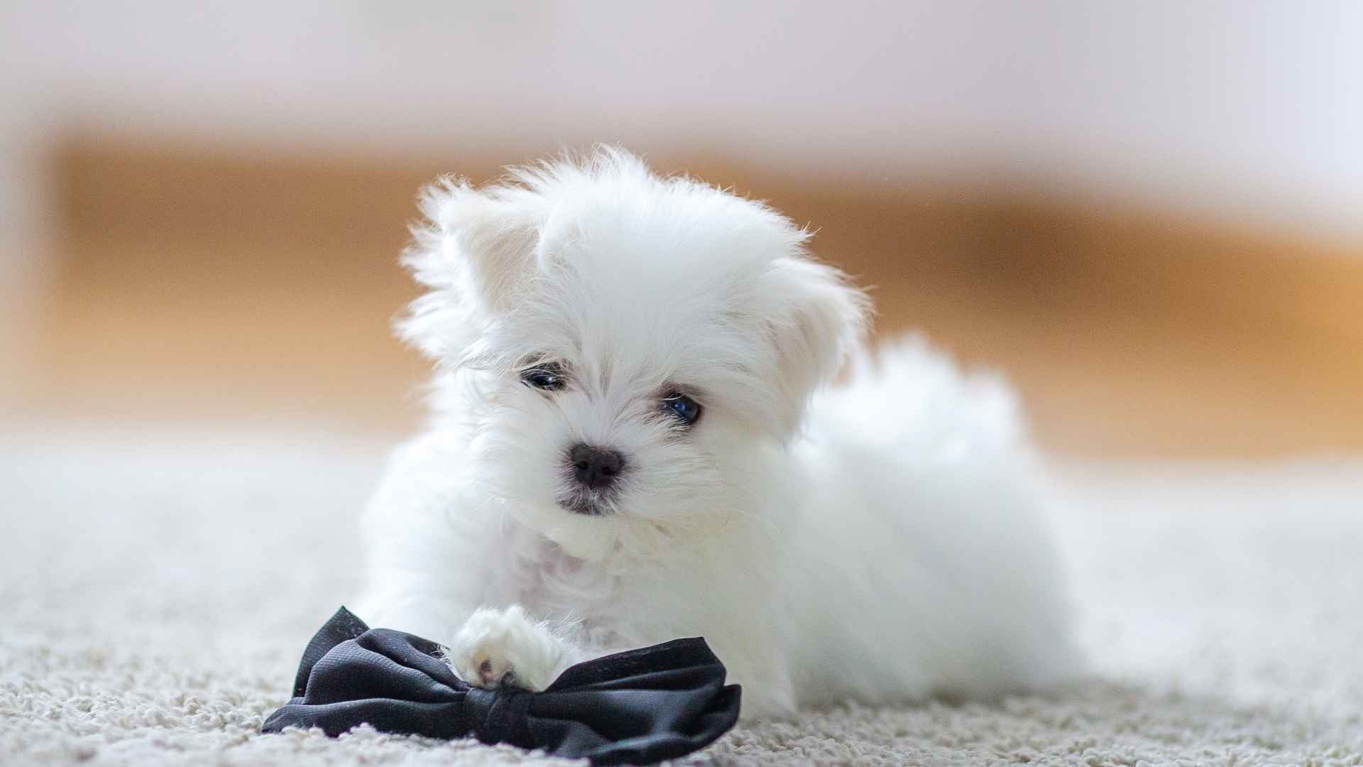 7 Beautiful Dog Breeds with a Long Lifespan for Joyful Companionship
