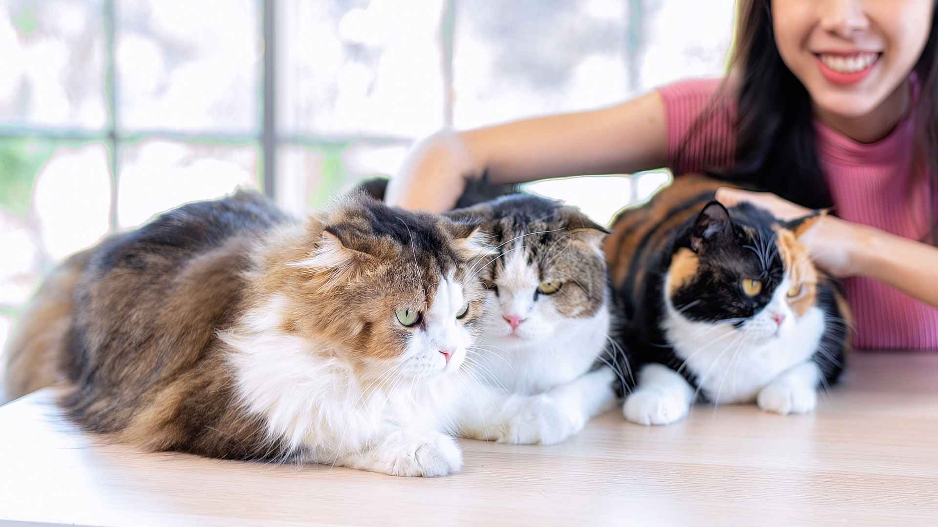 7 Best Beginner Cat Breeds for First-Time Owners to Consider