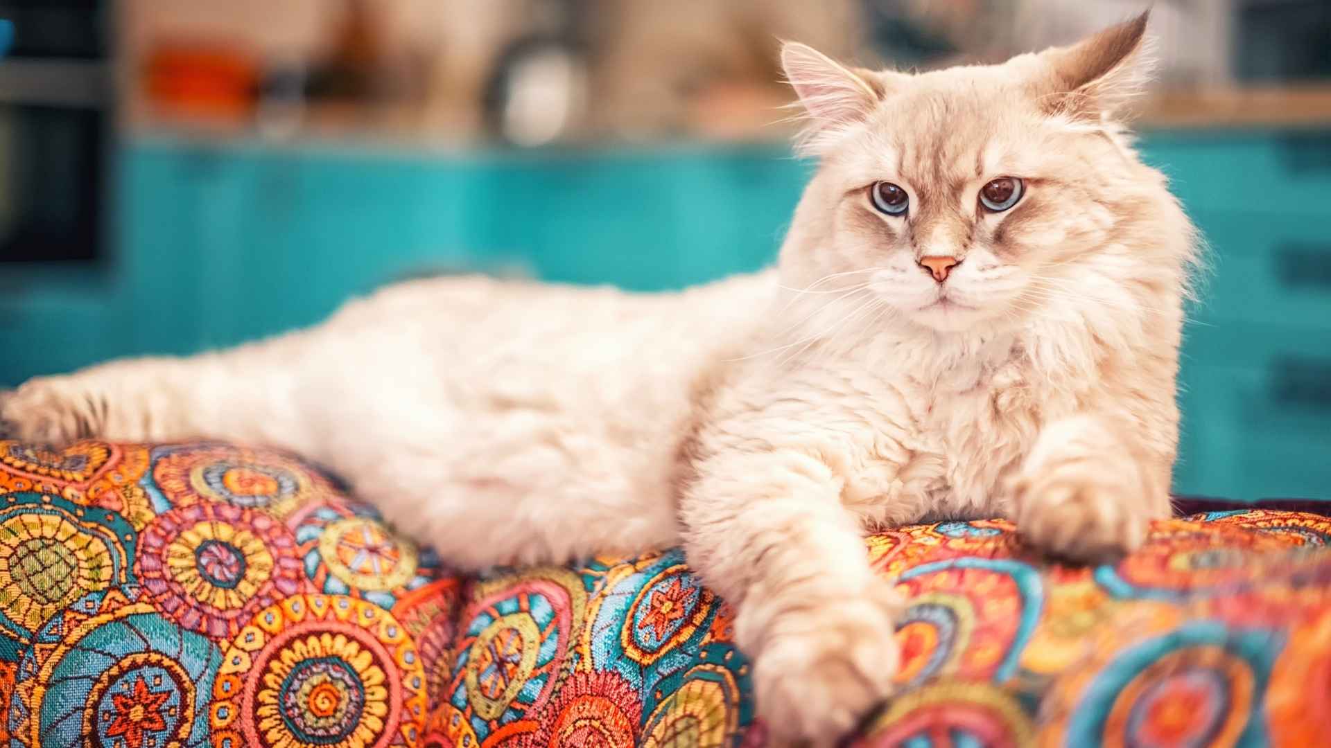 7 Best Long-Bodied Cat Breeds for Your Home
