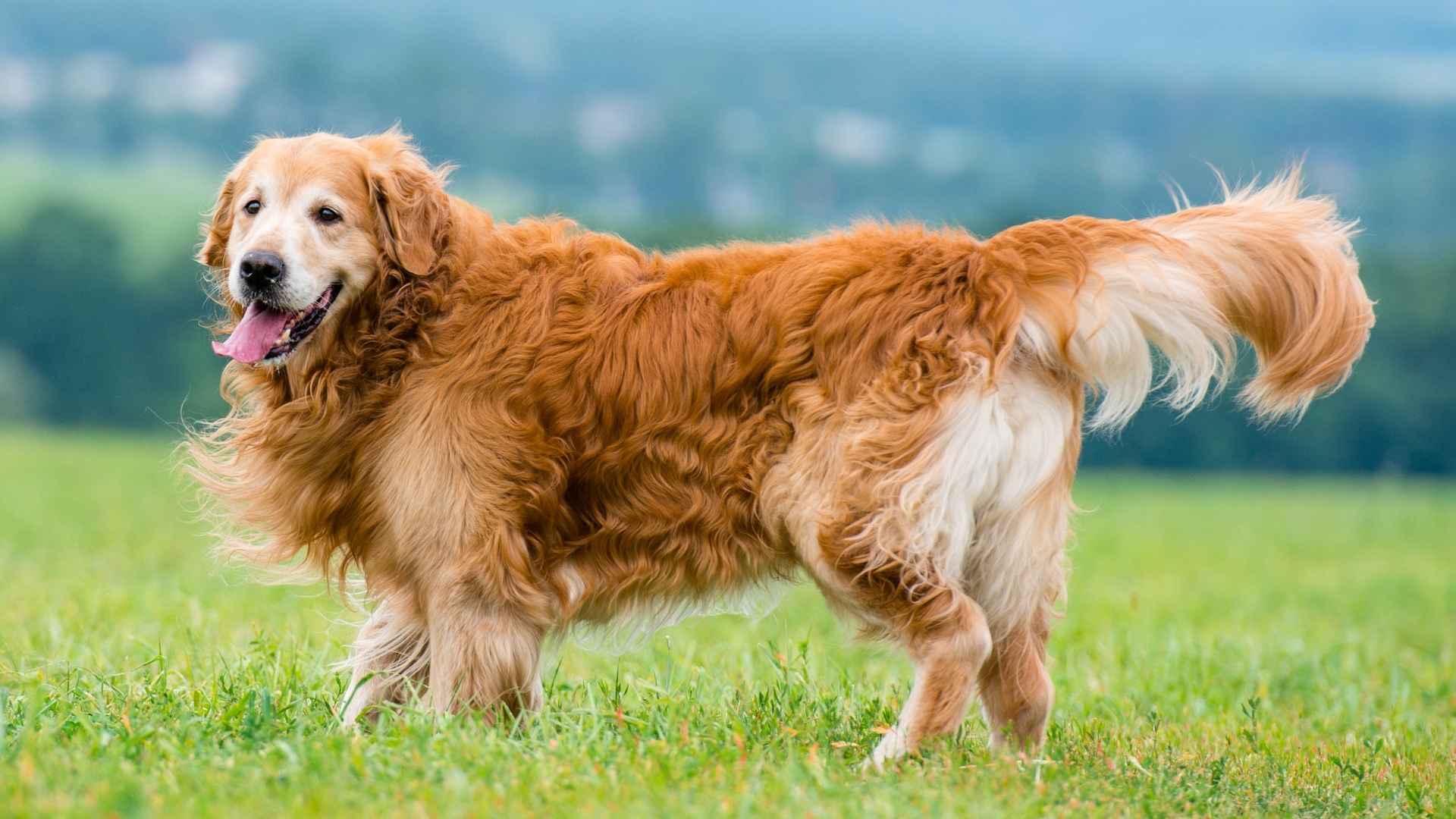 7 Best Massive Dog Breeds for Rural Living & Country Life