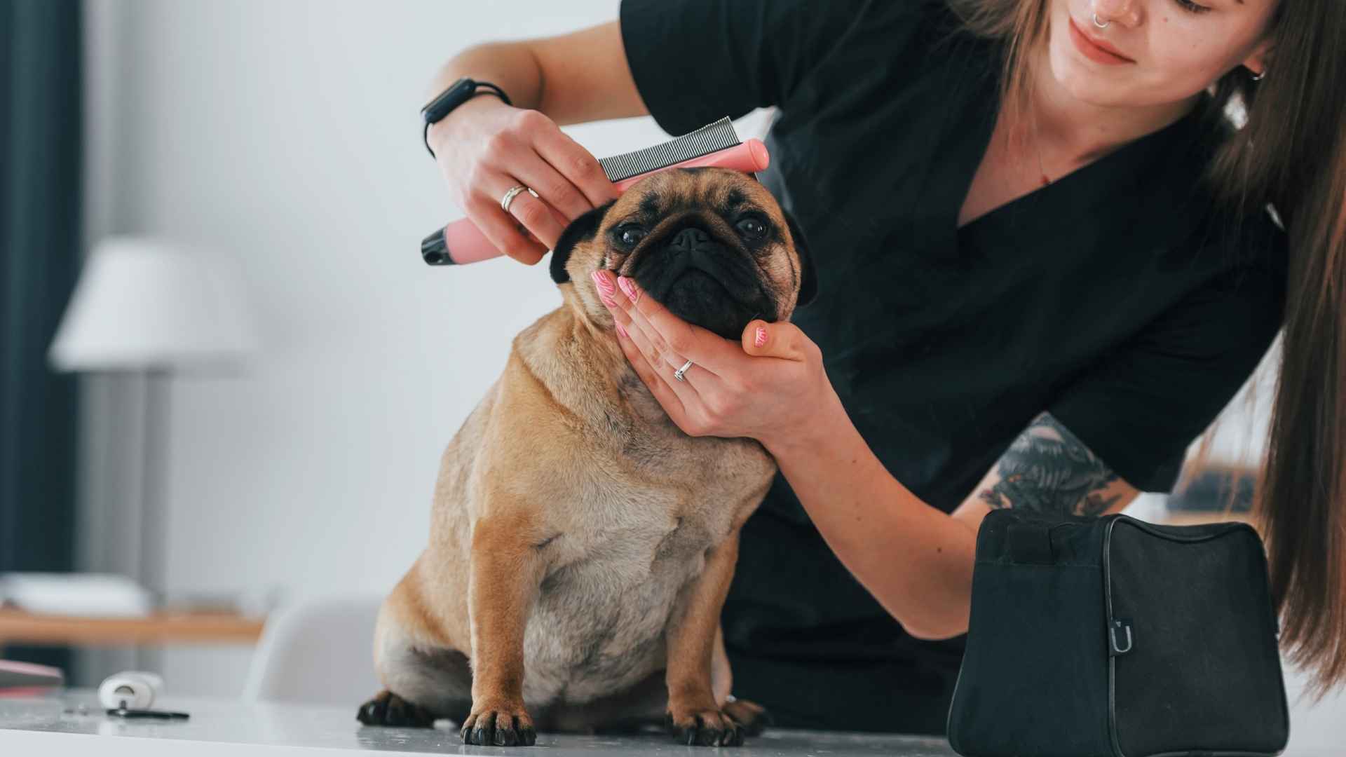 7 Best Short-Haired Tiny Dog Breeds for Easy Care