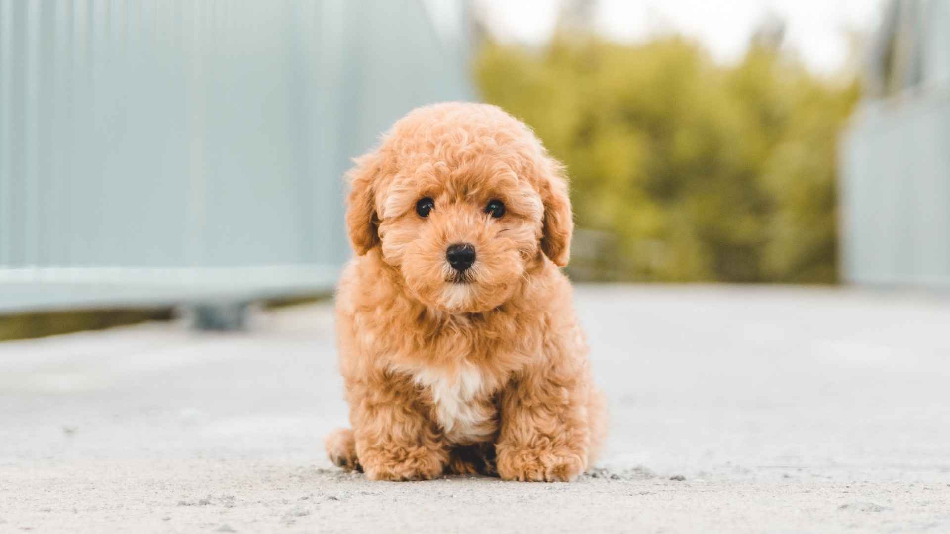 7 Best Small Curly Hair Dog Breeds That Bring the Fluff