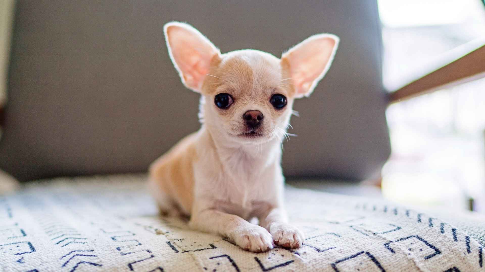 7 Best Teacup Dog Breeds for Apartments: Tiny Paws, Big Hearts
