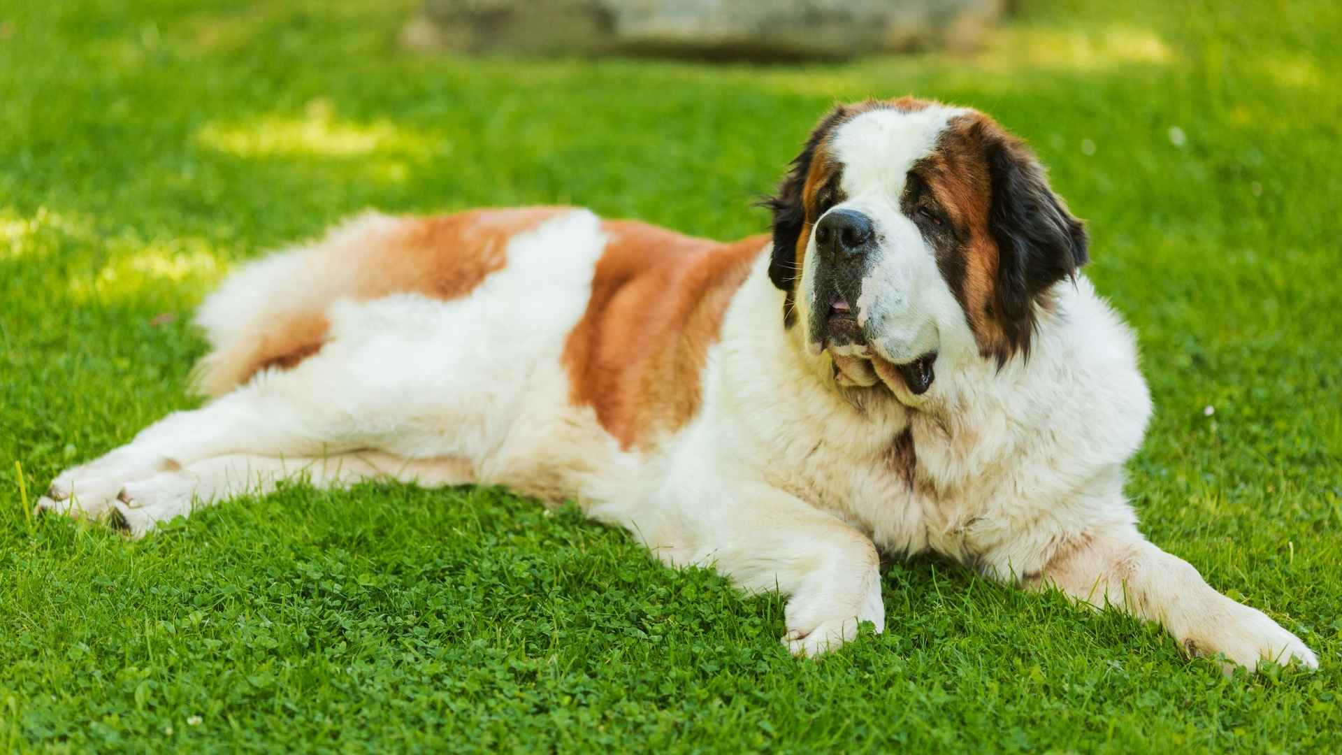 7 Calm Massive Dog Breeds That Love to Lounge