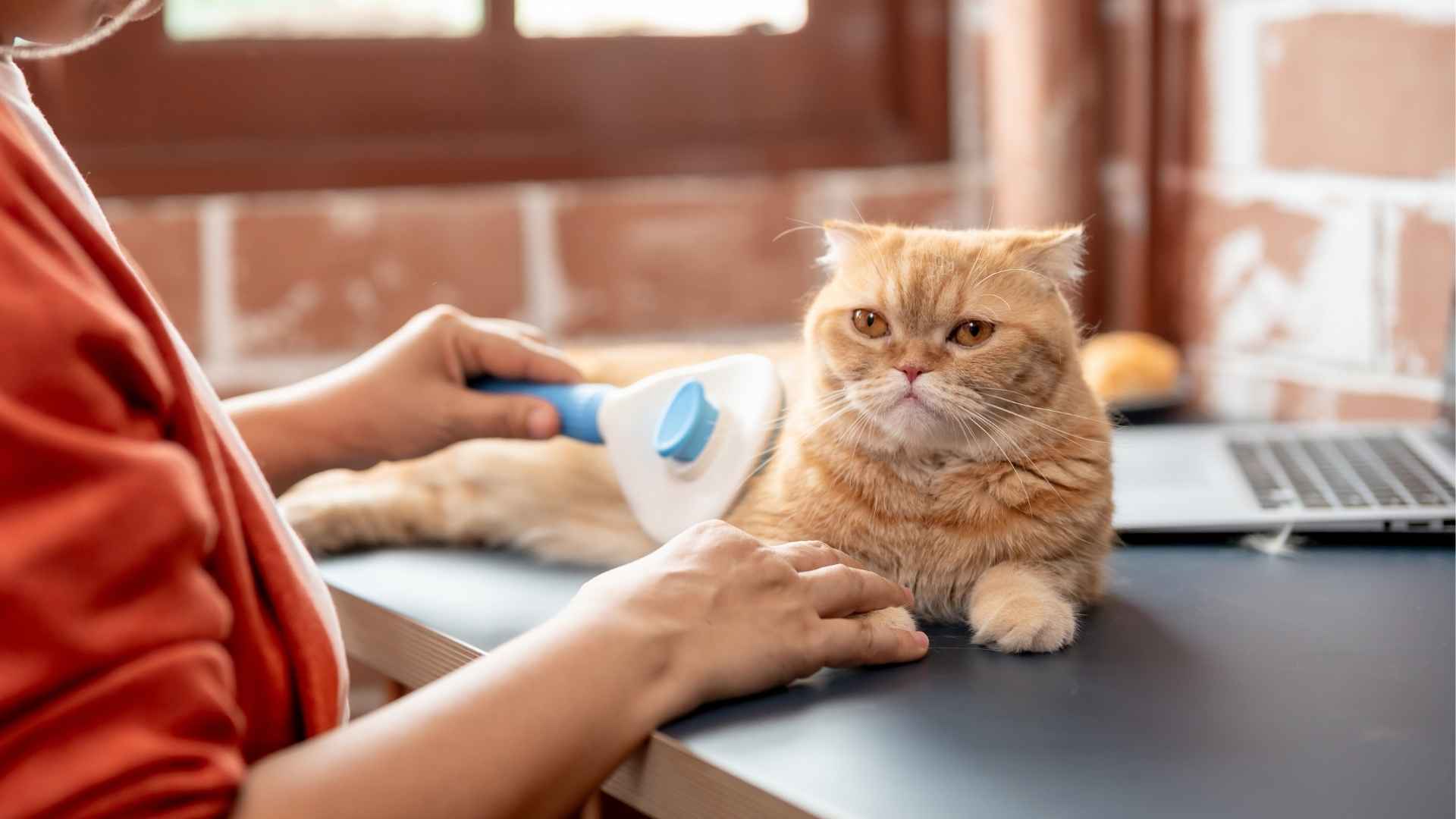 7 Cat Breeds That Are Expensive and Worth Every Penny