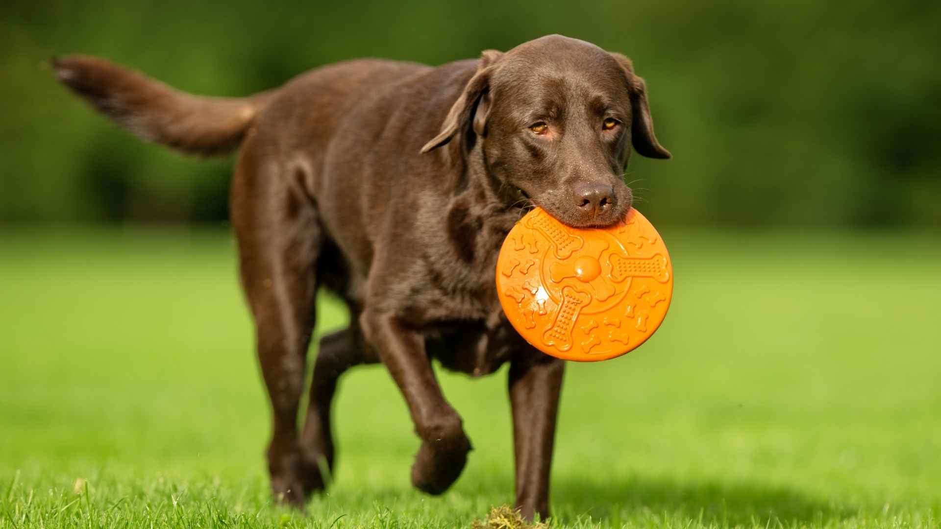 7 Chocolate Dog Breeds with a Long Lifespan You’ll Love
