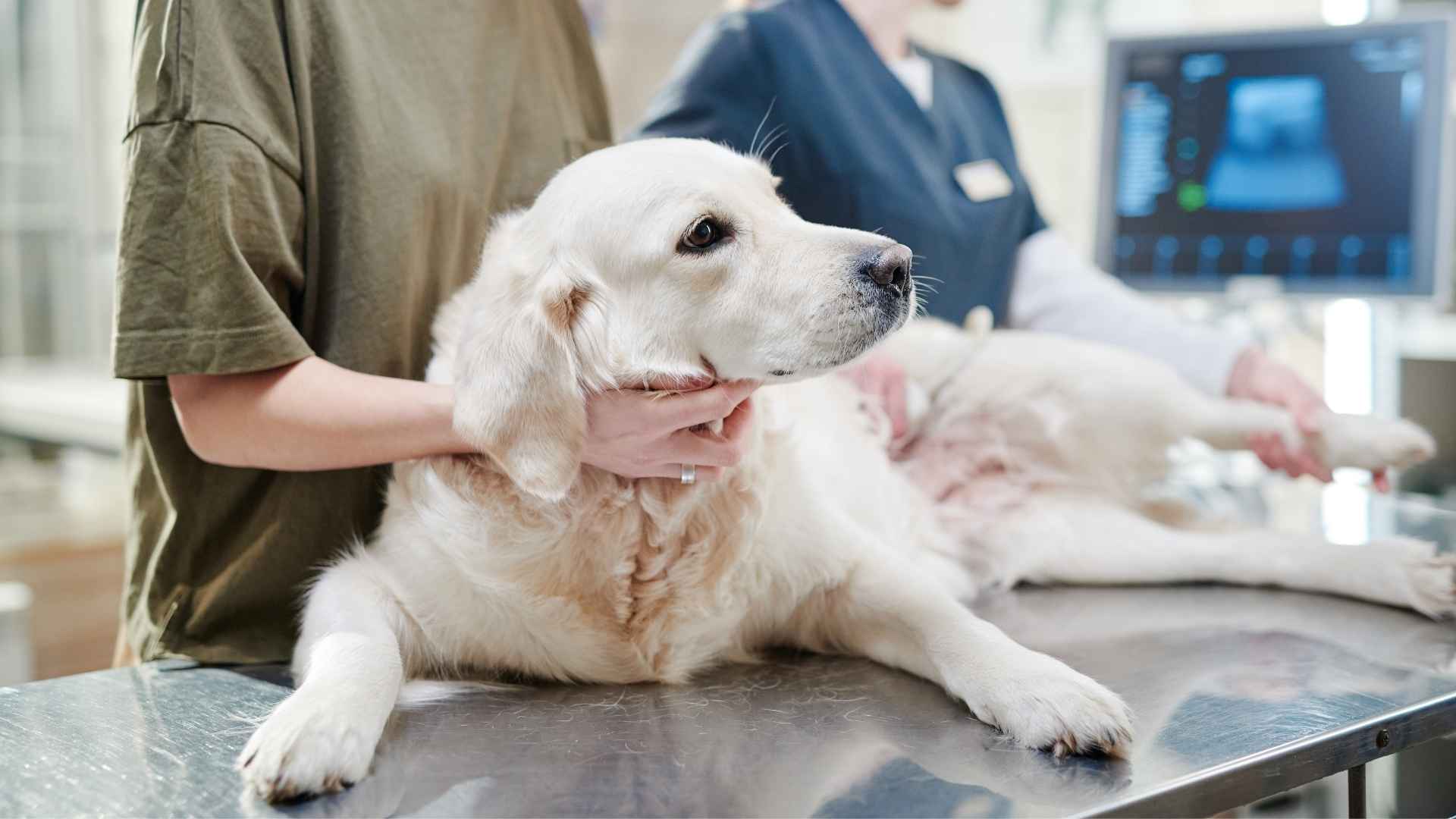 7 Common Health Issue Dog Breeds That Require Frequent Health Monitoring