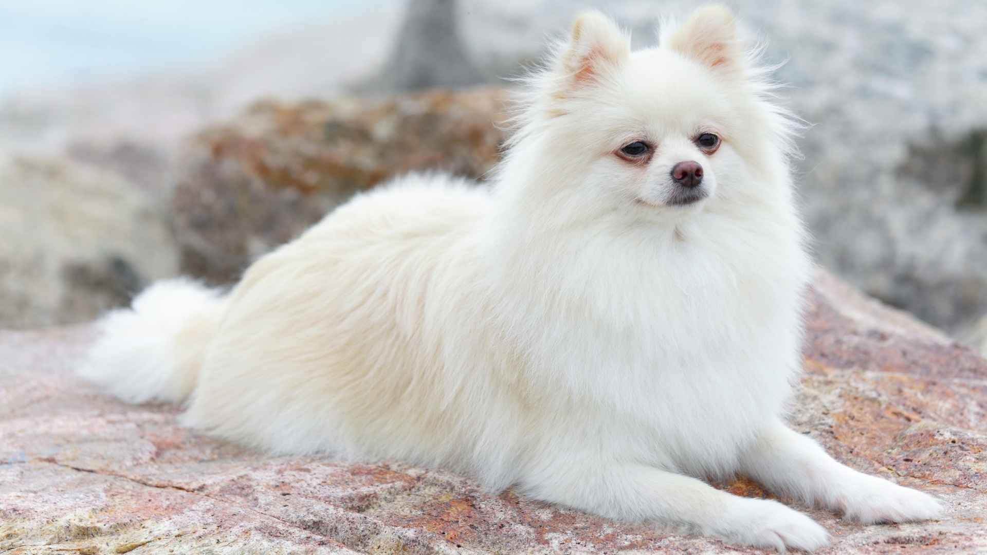7 Cutest Fluffy Petite Dog Breeds That Stay Small and Adorable