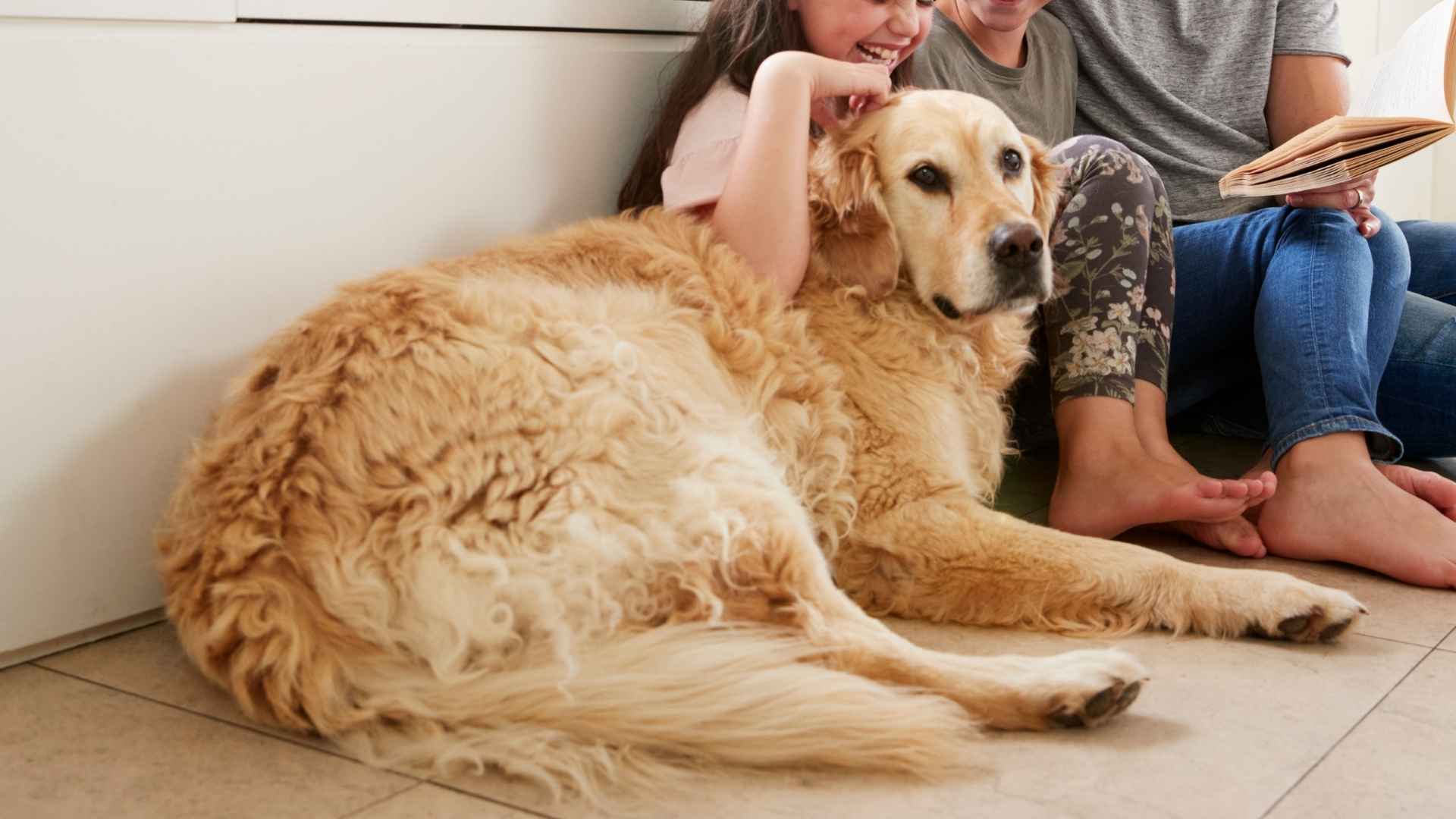 7 Docile Family Dog Breeds for a Peaceful Home