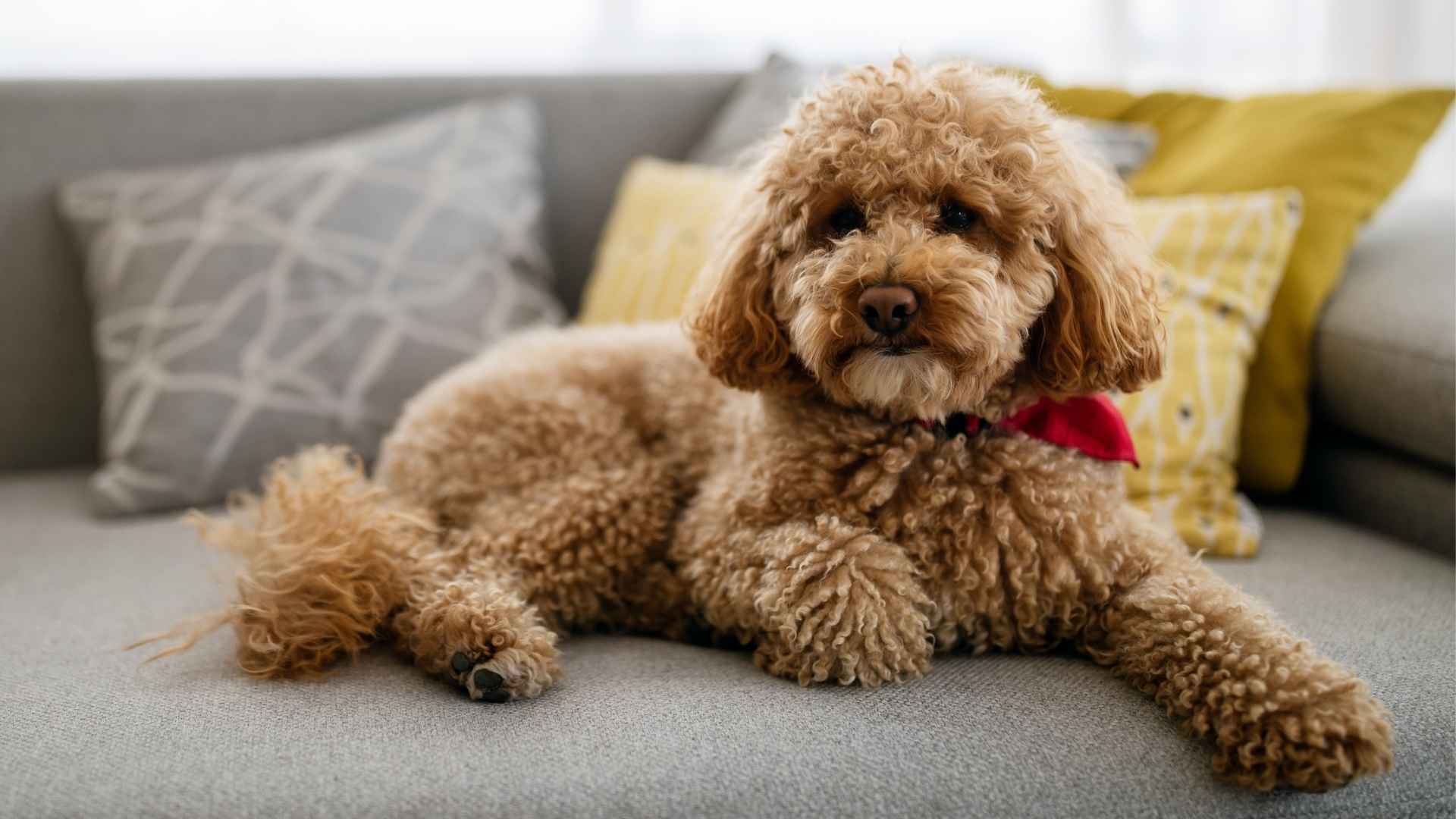 7 Easygoing Apartment Dog Breeds Calm and Adaptable