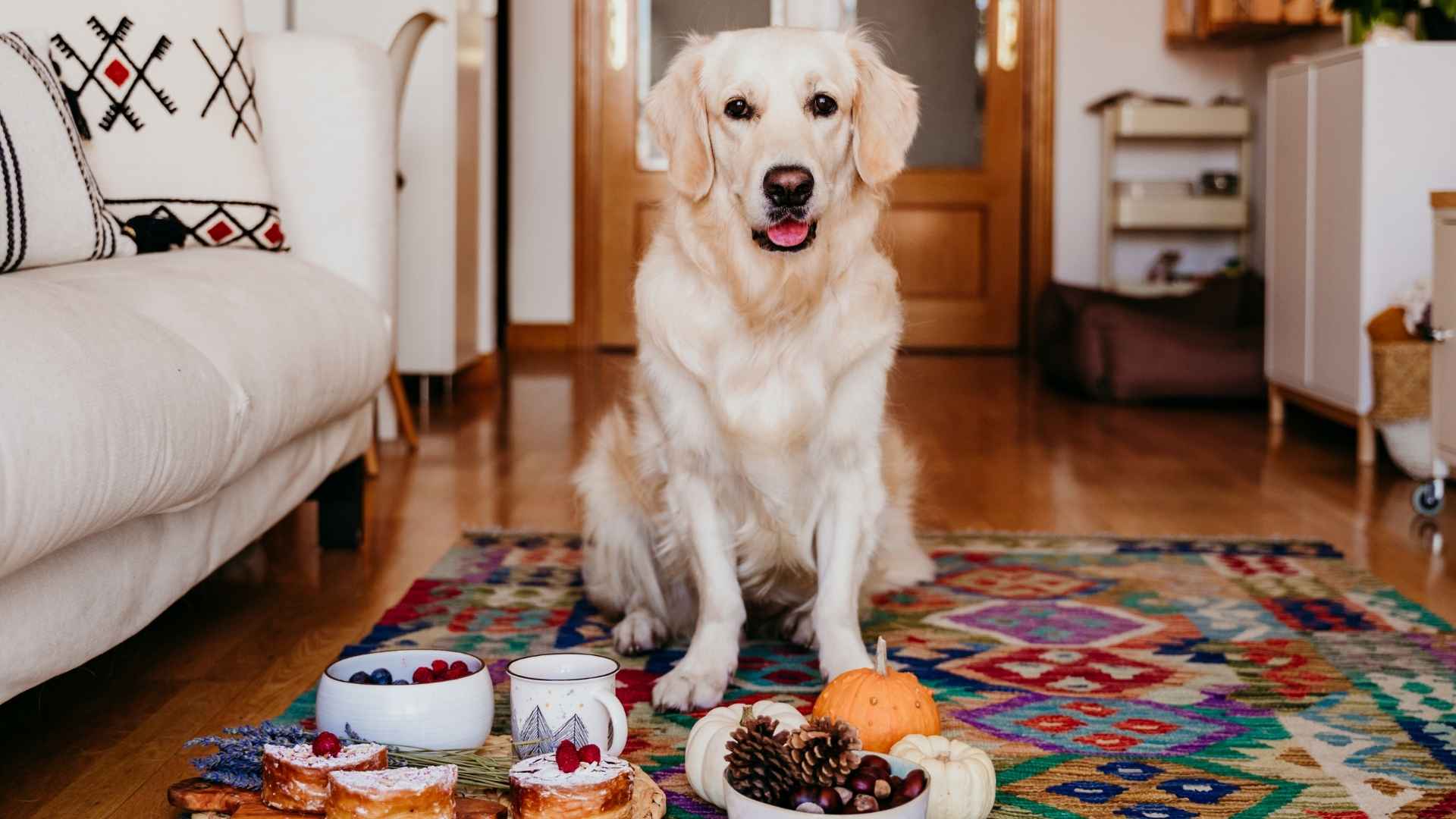 7 Easygoing Eater Dog Breeds That Aren't Picky