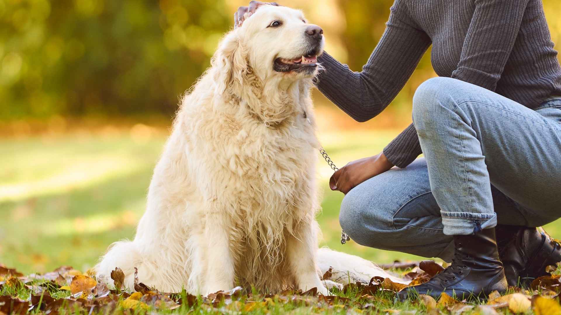 7 Emotionally Bonded Dog Breeds That Truly Love Their People