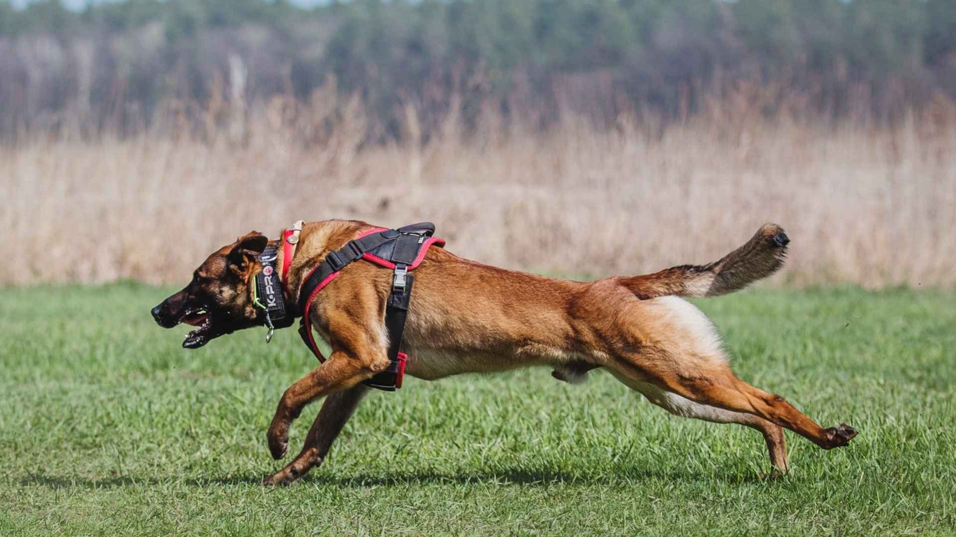7 Energetic and Active Tracking Dog Breeds