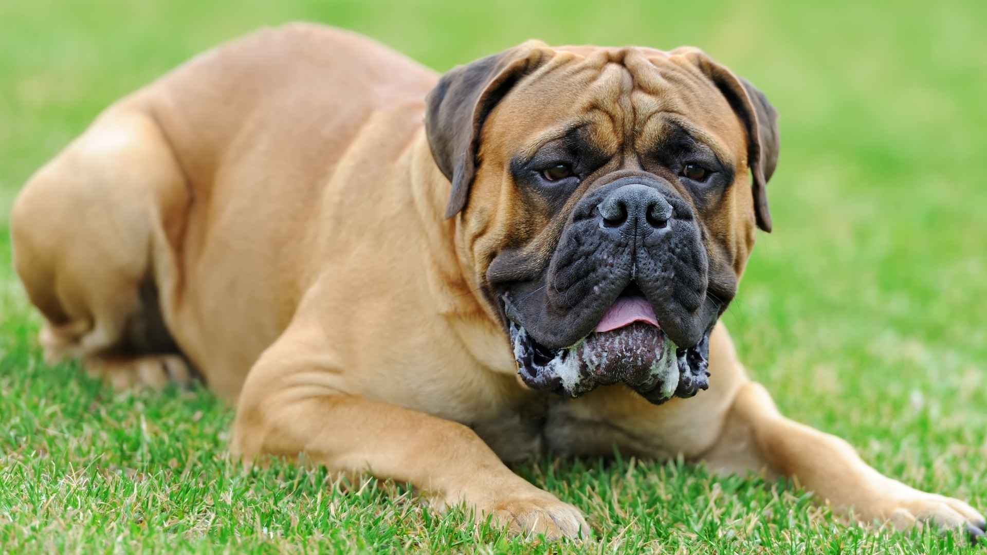 7 Excessive Drooling Dog Breeds That Are Famous for Slobbering