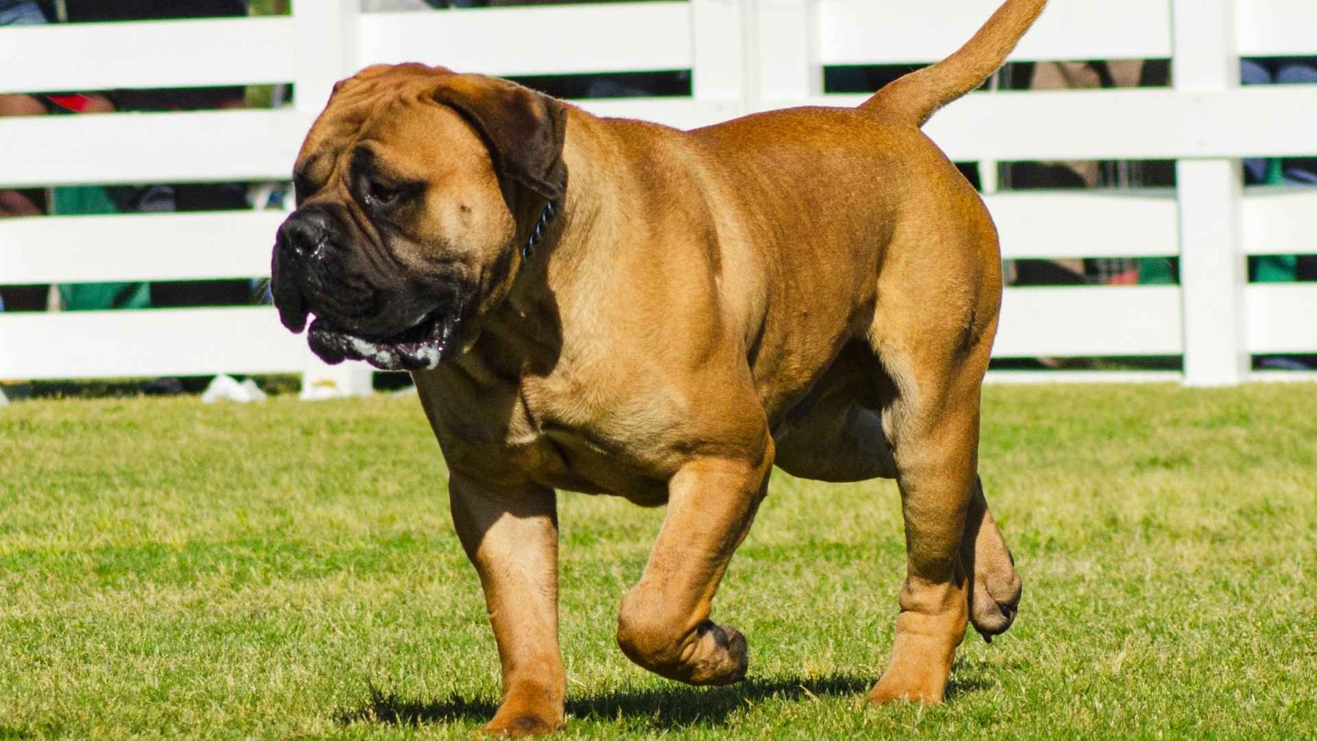 7 Excessive Drooling Dog Breeds That Are Famous for Slobbering