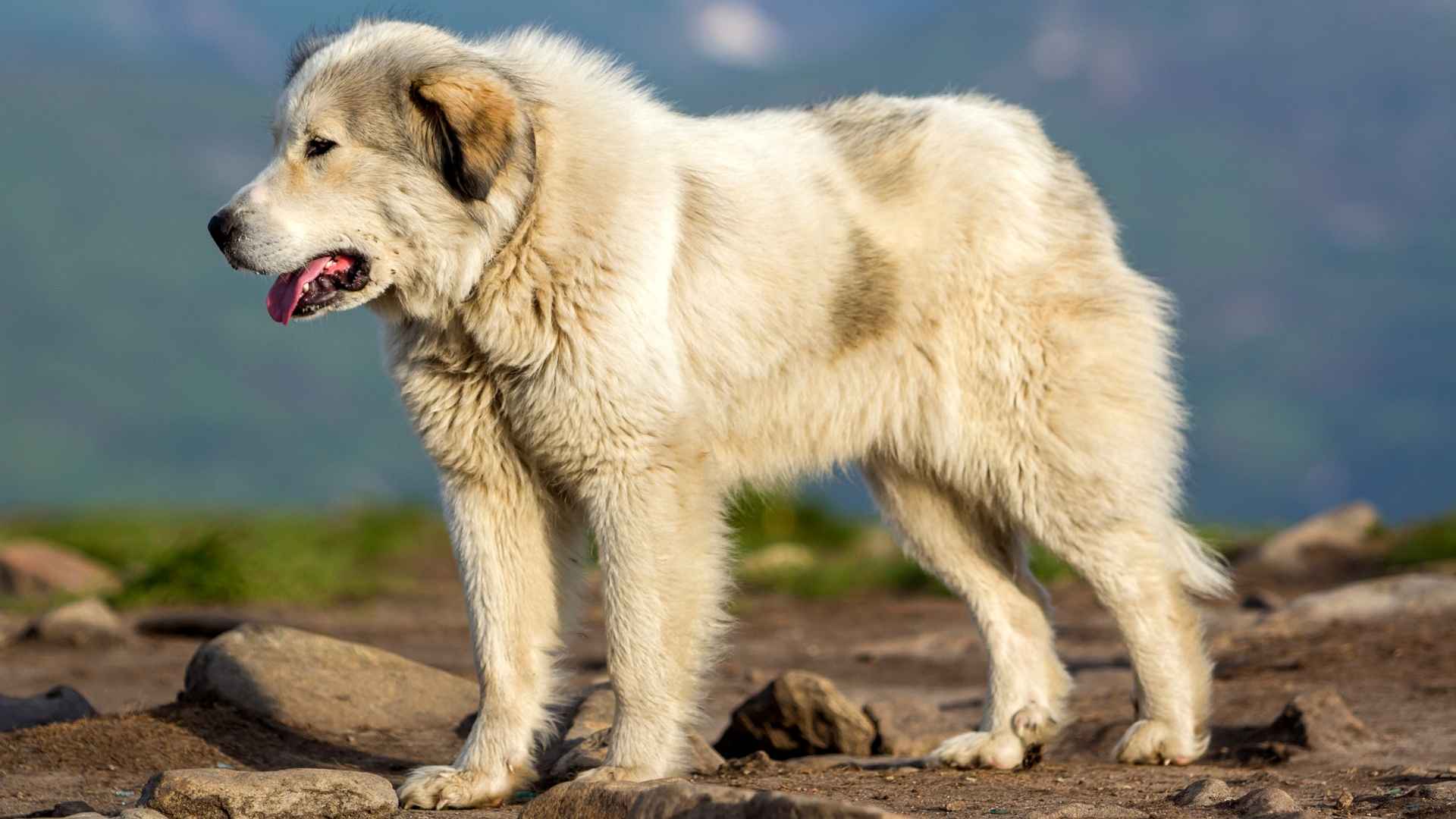 7 Extra Large Dog Breeds in Movies: Paws on the Big Screen