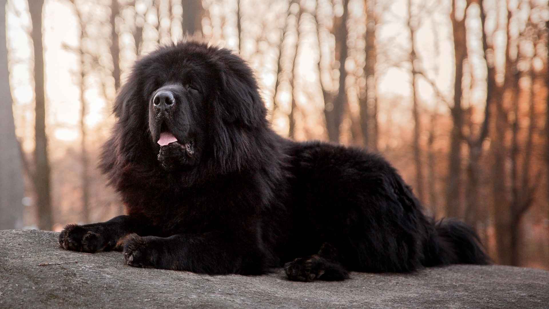 7 Extra Large Giant Dog Breeds That Will Amaze You