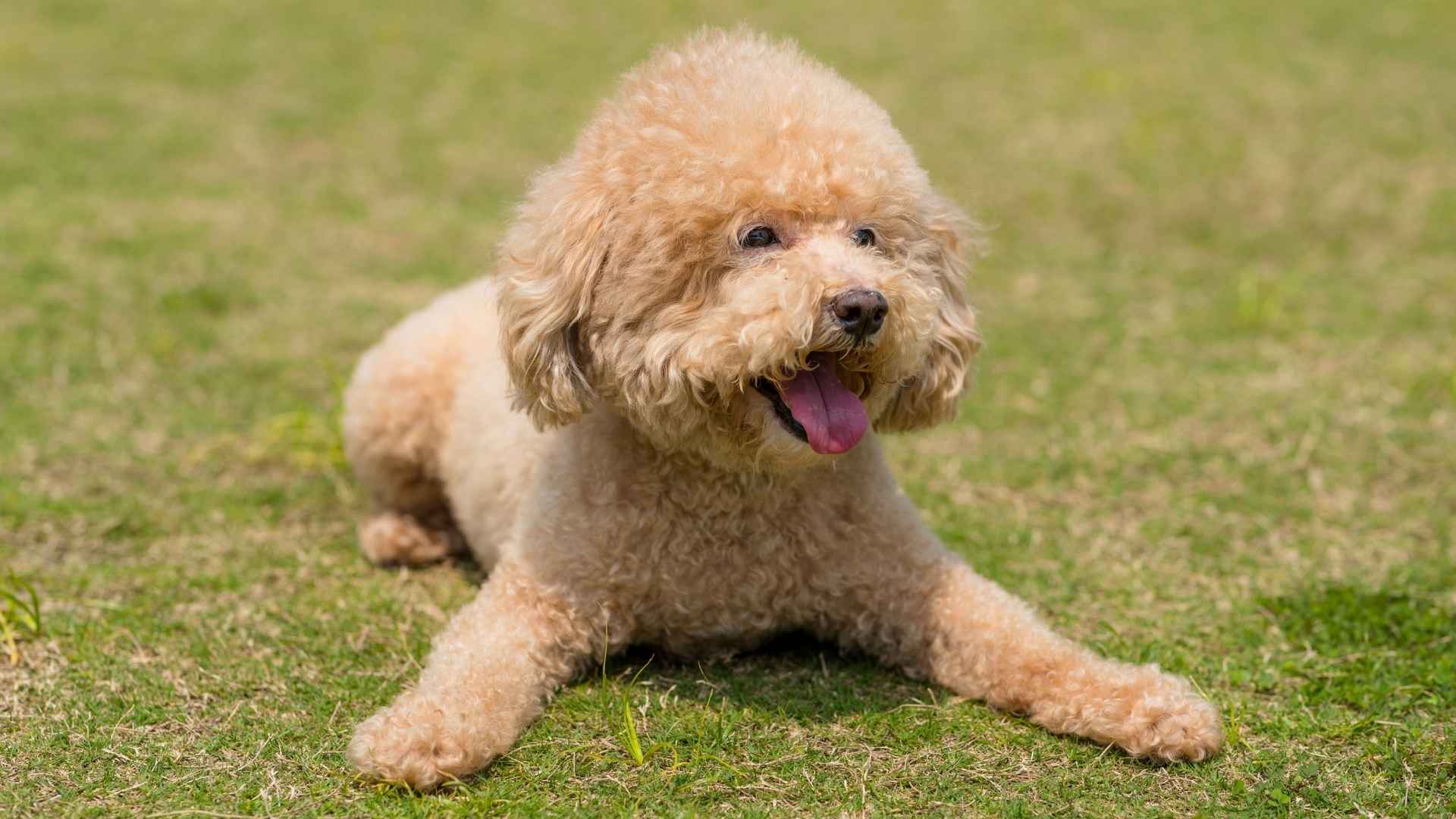 7 Extremely Docile Dog Breeds: Low-Drama, High-Love