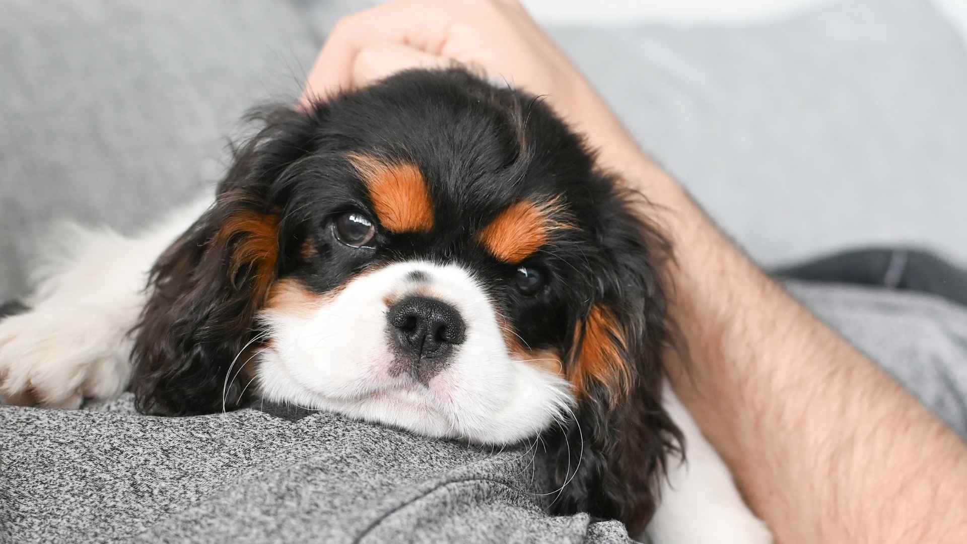 7 Extremely Emotionally Sensitive Dog Breeds: Bonding Beyond Words