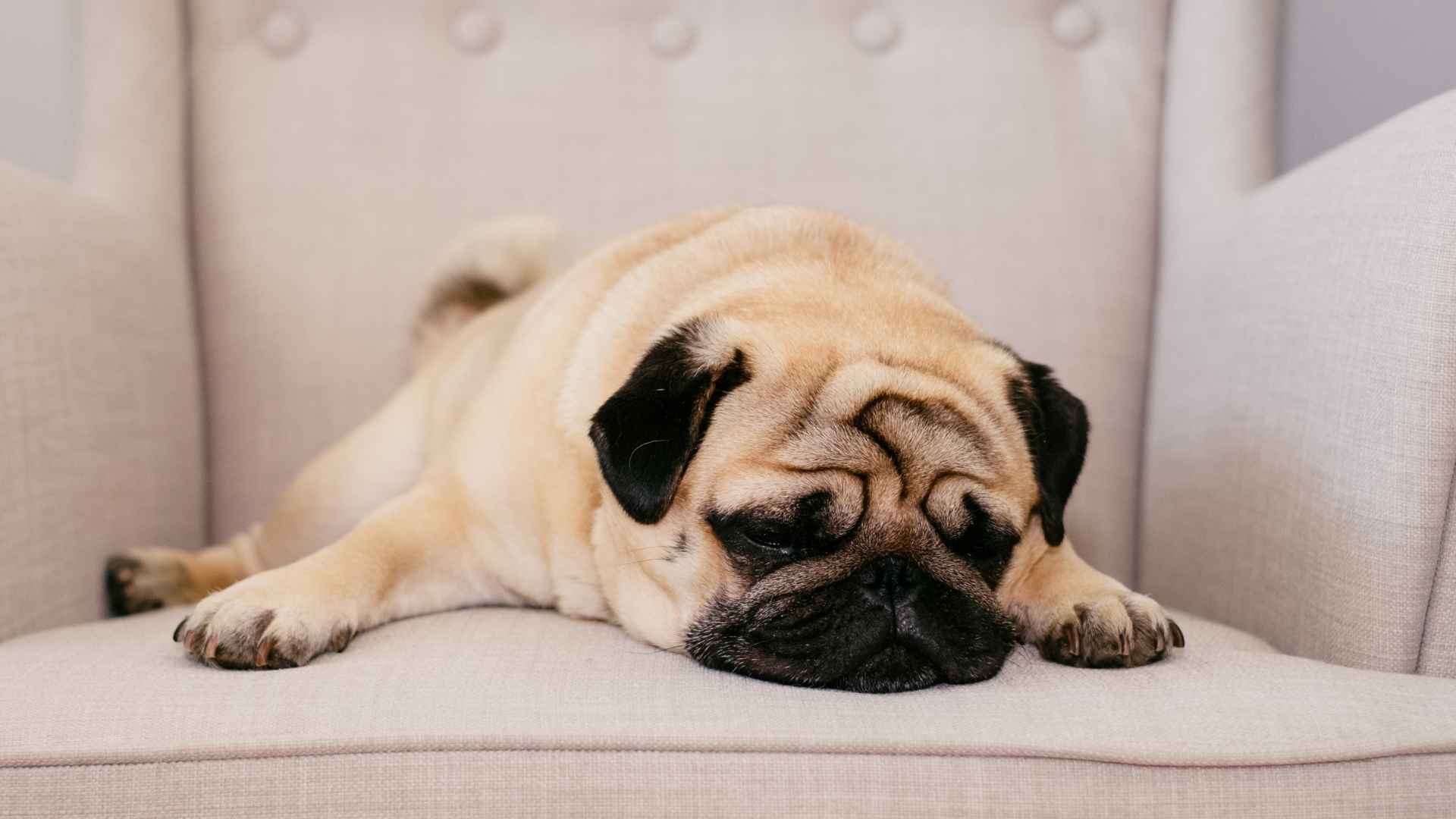 7 Extremely Lazy Dog Breeds for a Chill Lifestyle