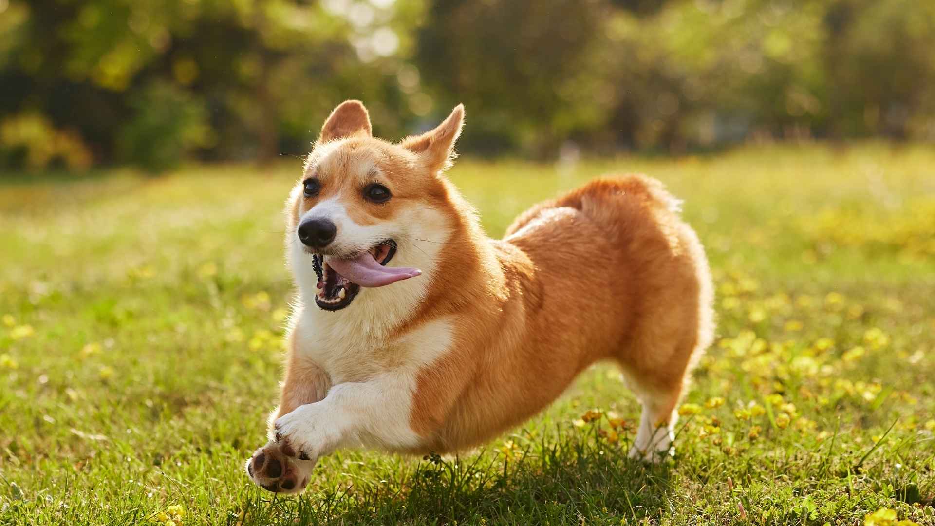 7 Extremely Prone to Escape Dog Breeds That Need Extra Supervision