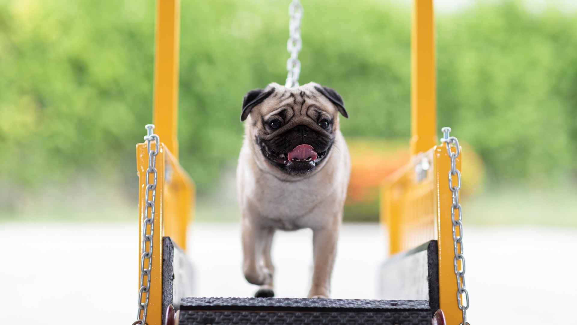 Love hiking, running, and exploring? These fitness-focused dog breeds are born to move—and they’ll push you to stay active too, especially if you enjoy long walks!