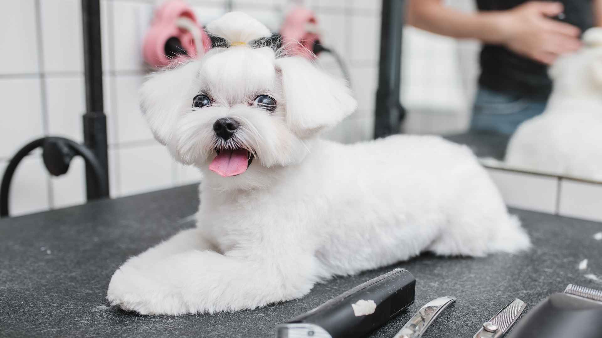 7 Frequent Coat Care Dog Breeds That Need Constant Coat Attention