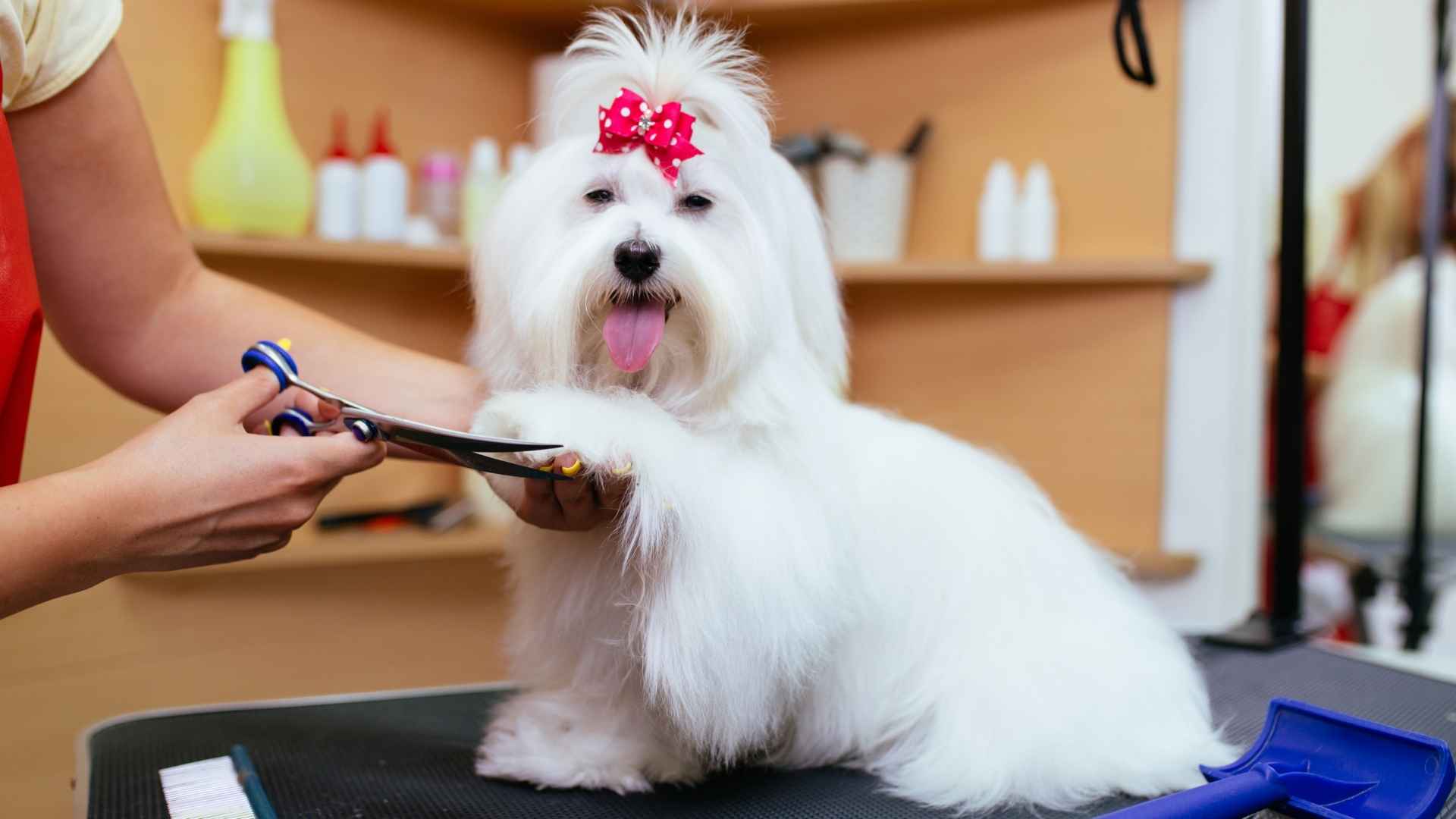 7 Frequent Coat Care Dog Breeds That Need Constant Coat Attention