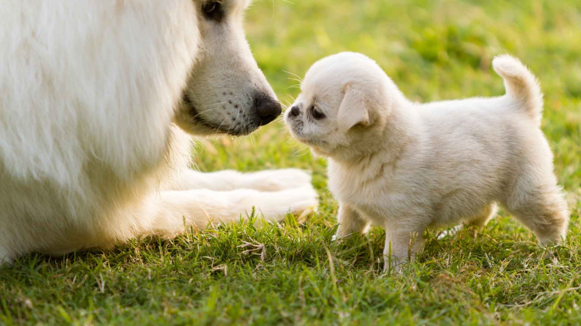 7 Friendly Teacup Dog Breeds Good with Other Dogs