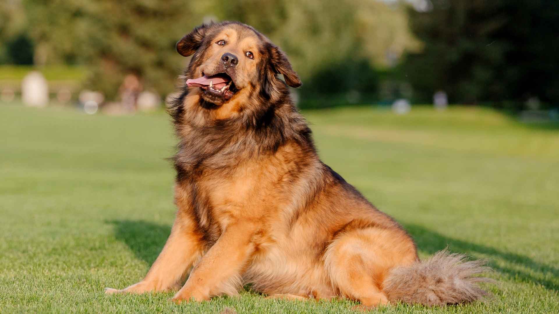 7 Full-Grown XXL Dog Breeds: Big Dogs, Bigger Hearts