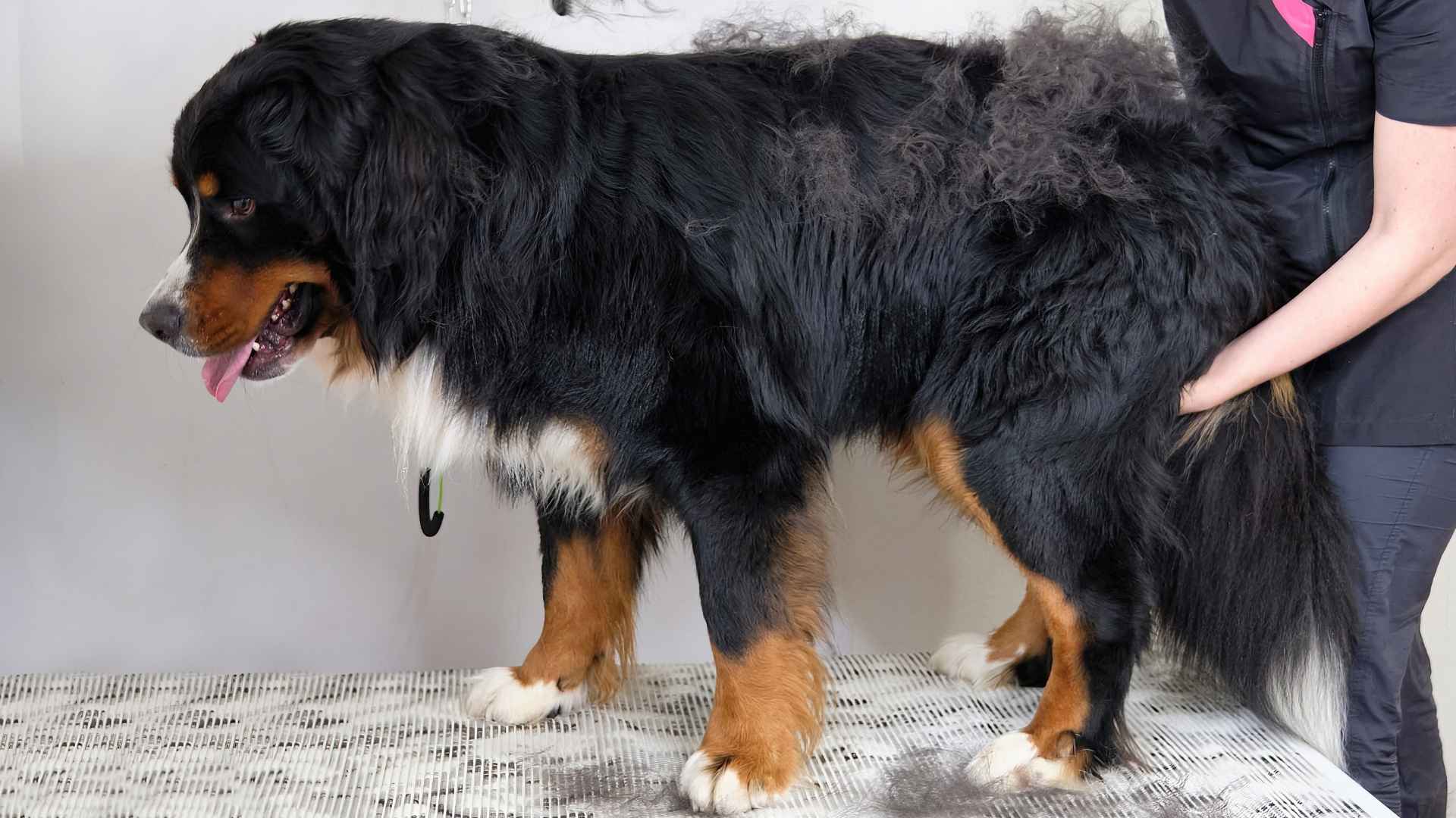 7 Giant Dog Breeds That Require Frequent Grooming