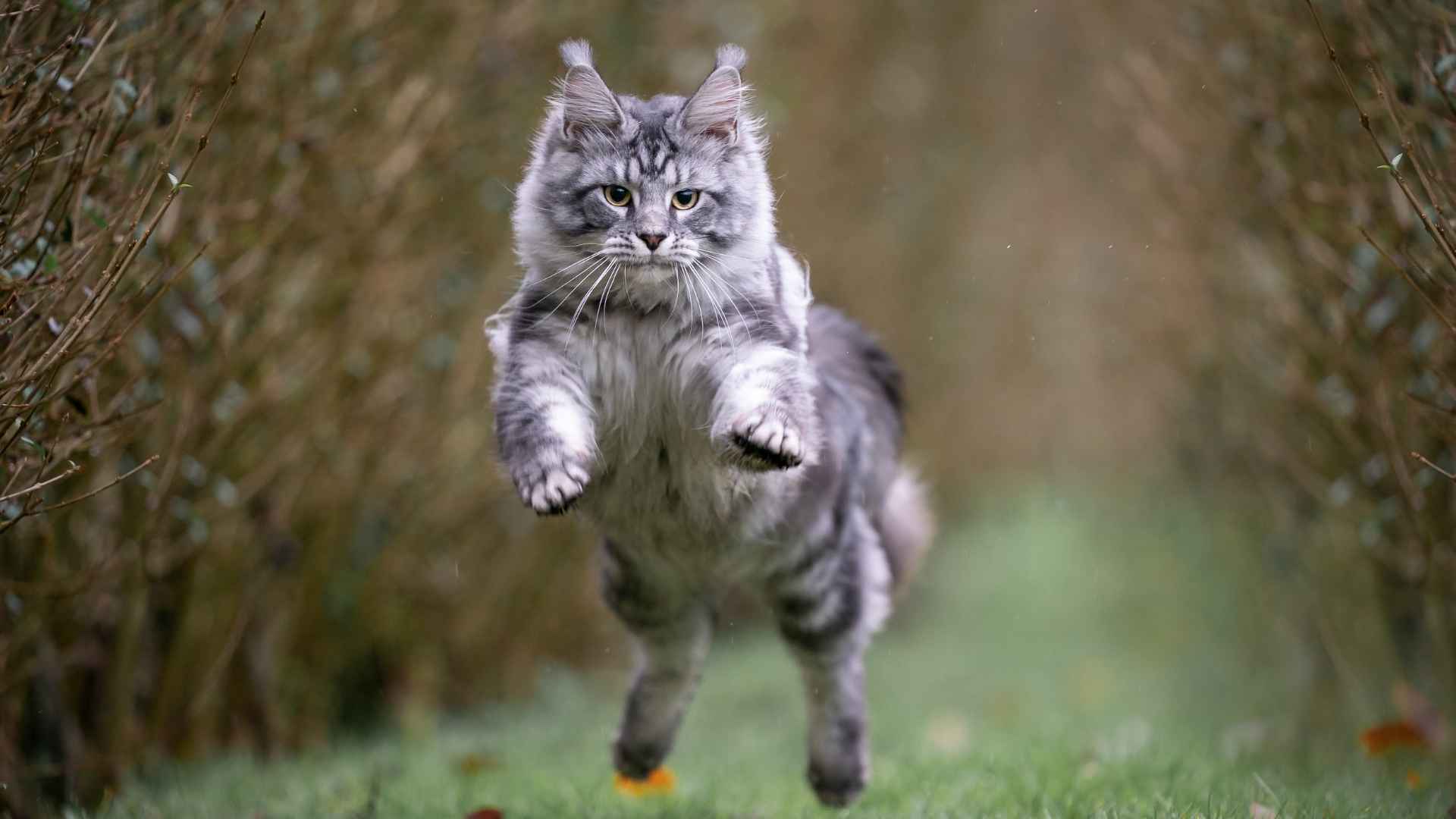 7 Gorgeous Cream and Gray Cat Breeds That Are as Beautiful as They Are Unique