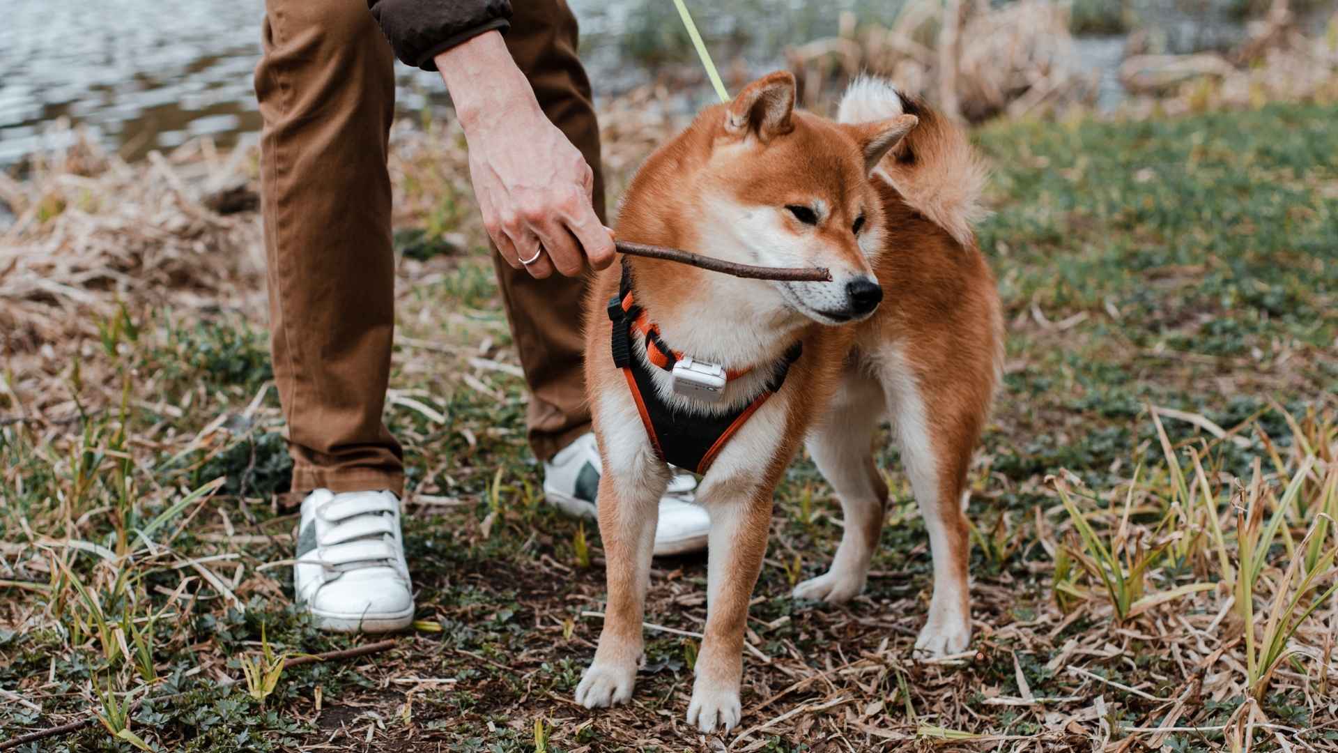 7 Hard-to-Train Medium Dog Breeds That Are Smart but Stubborn