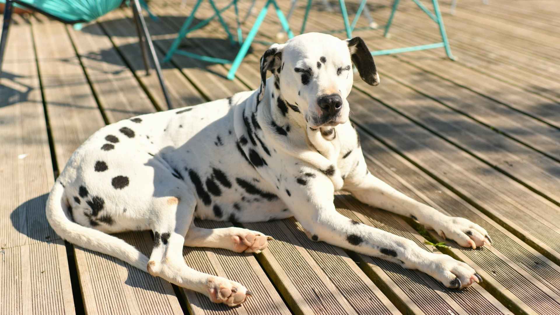 7 Hot Weather Medium Dog Breeds for Your Summer Adventures