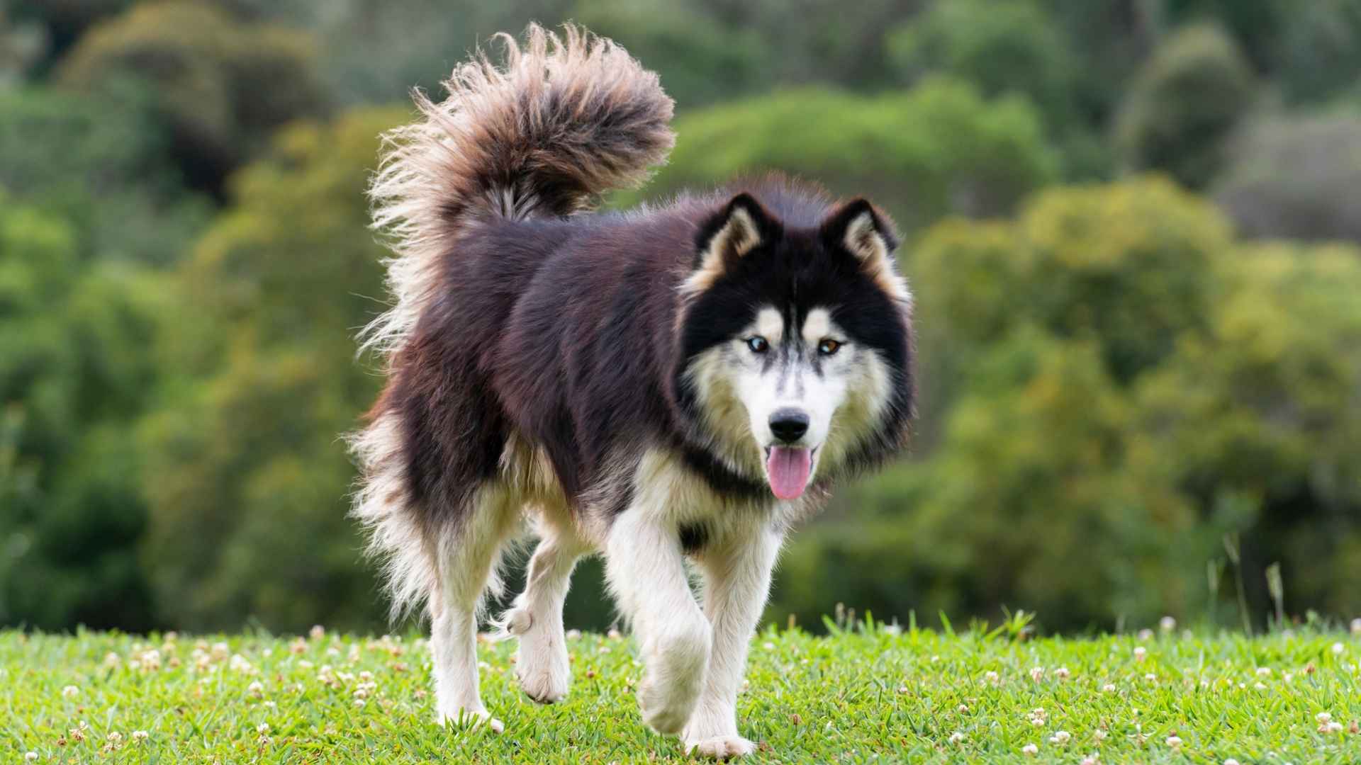 7 Houdini Dog Breeds You Need to Out-Smart