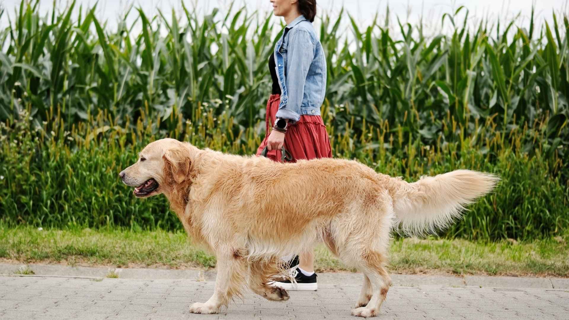 7 Independent Off-Leash Dog Breeds That Love a Little Freedom