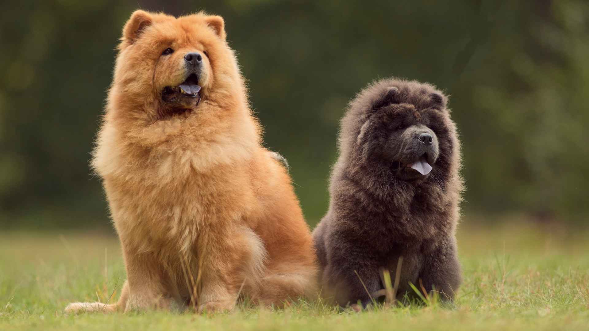 7 Independent and Less Affectionate Dog Breeds That Love Their Space