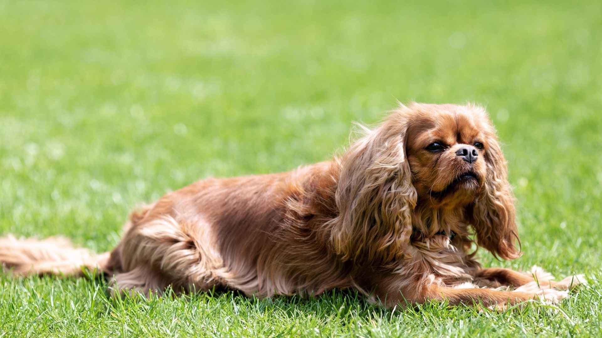 7 Laid-Back and Independent Dog Breeds for a Low-Maintenance Life