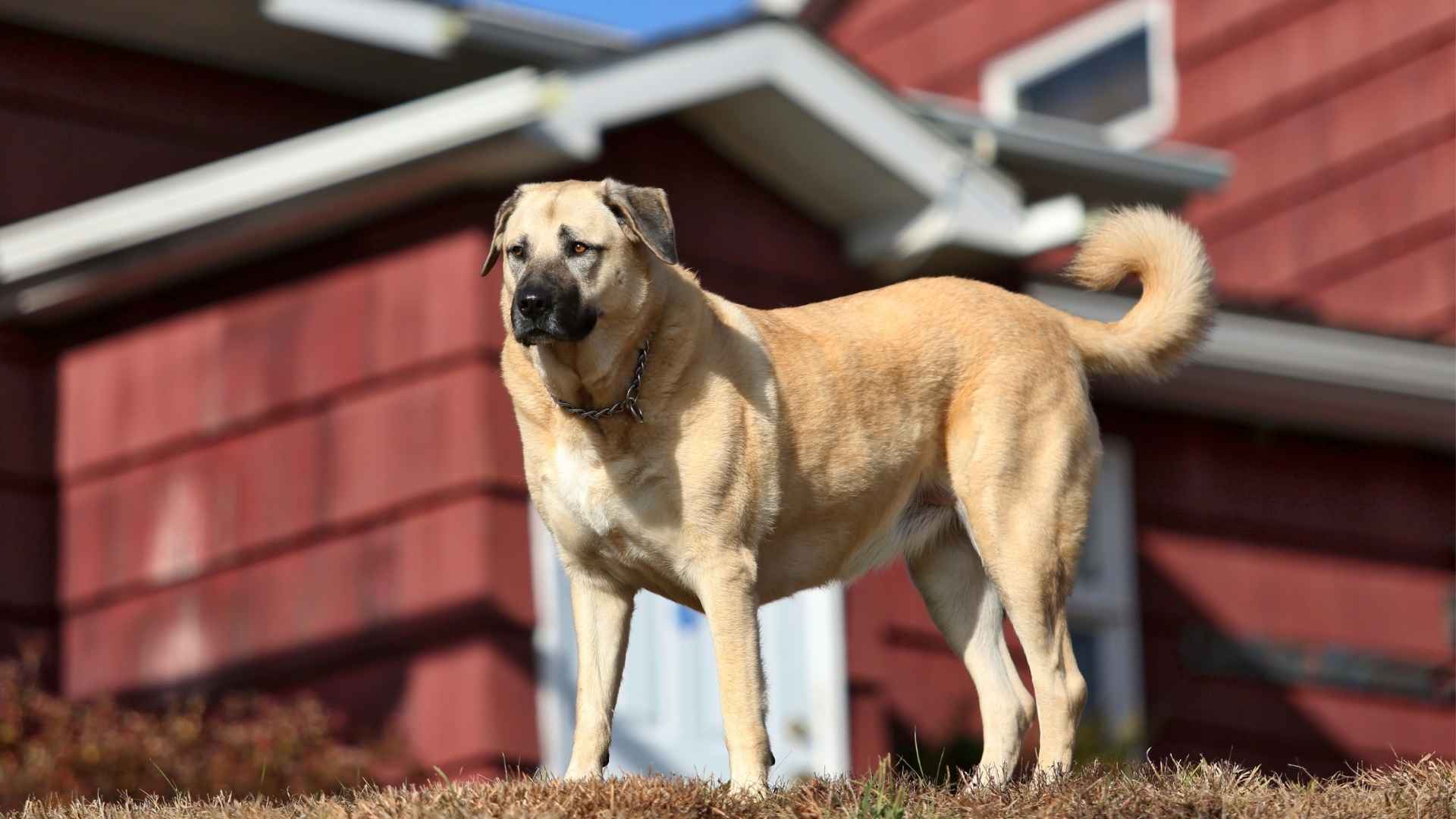 7 Large Guard Dog Breeds: Ultimate Protectors for Your Home