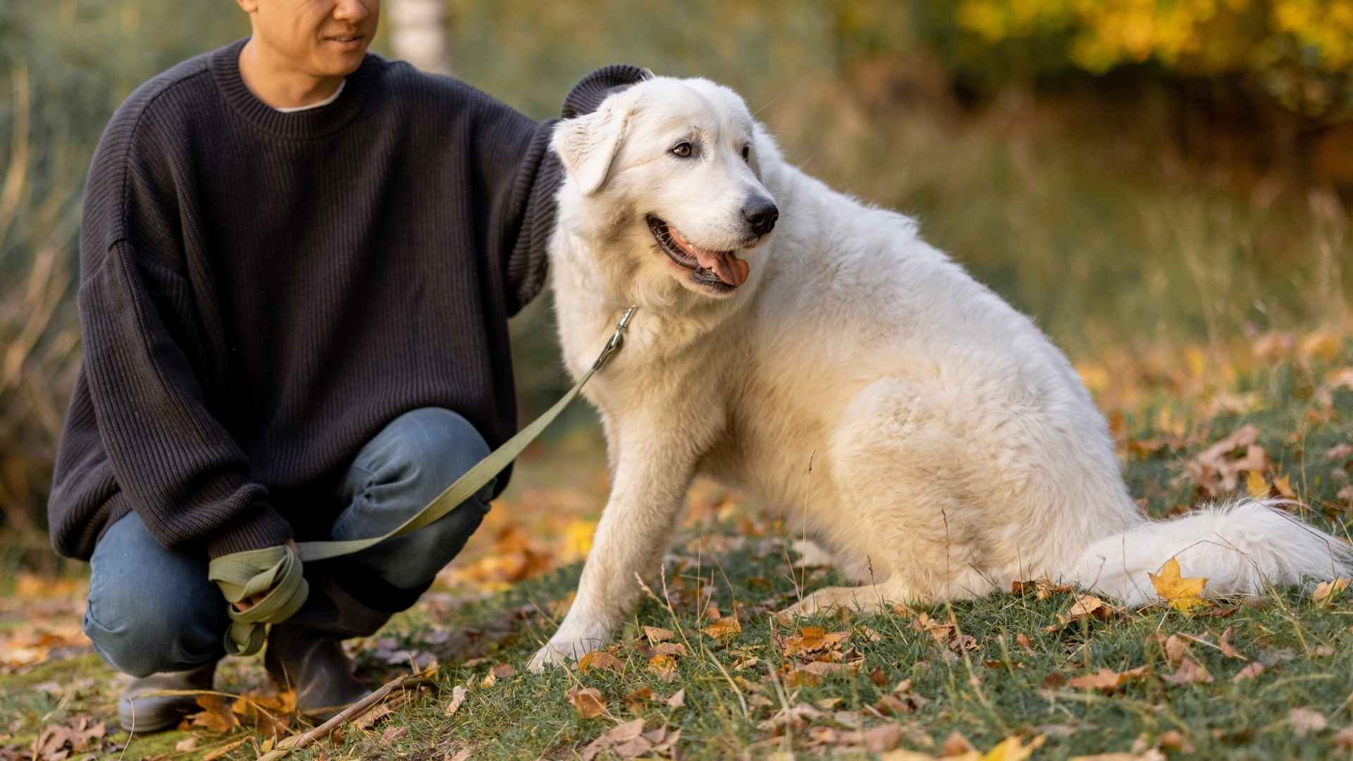 7 Least Likely to Escape Dog Breeds That Won’t Bolt or Break Free