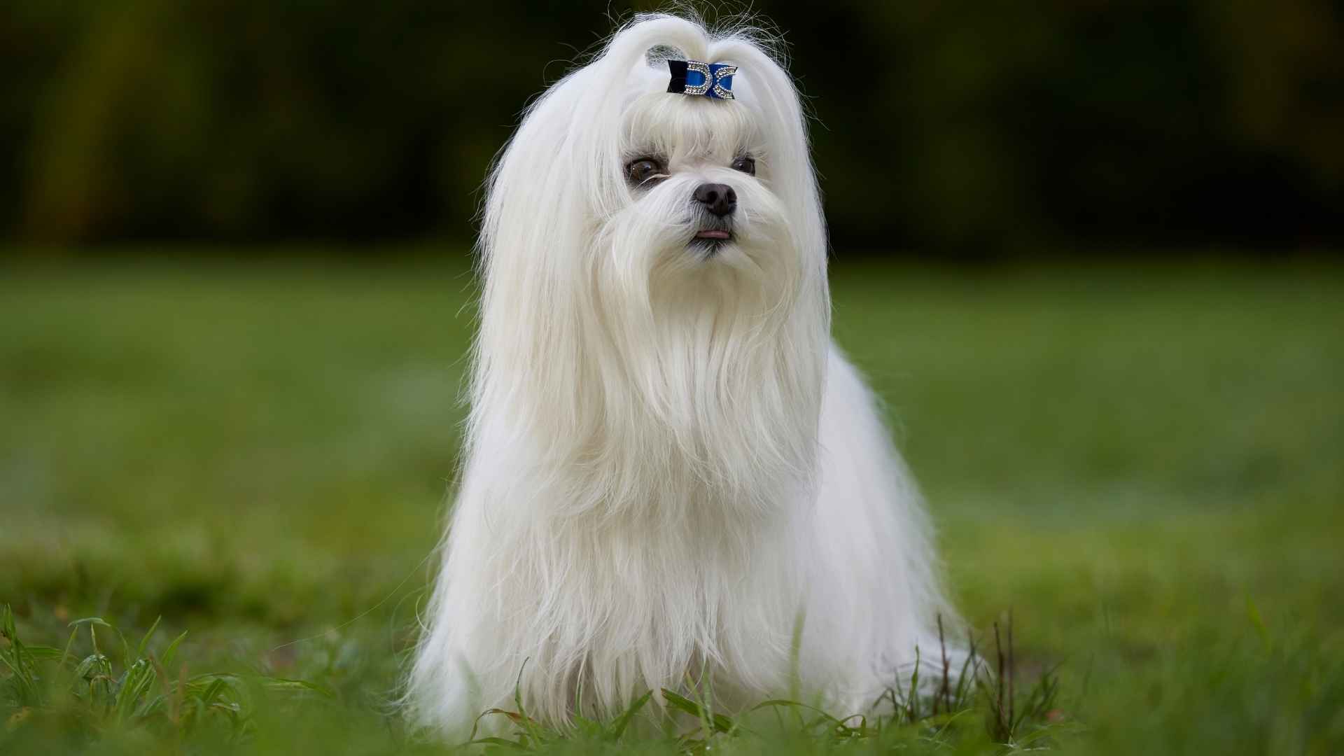 7 Long-Haired Petite Dog Breeds That Are Big on Personality