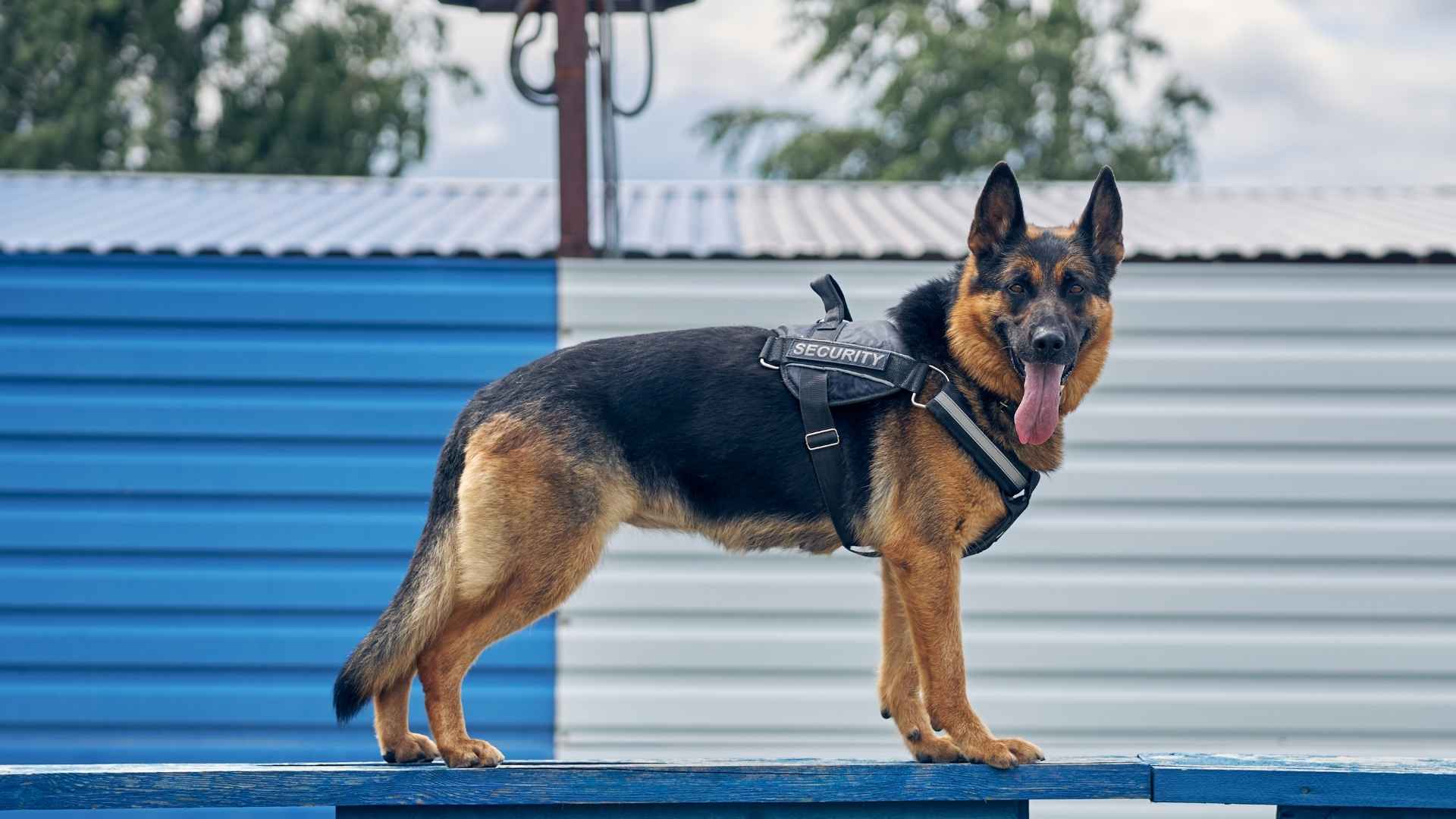 10 Strong Work Ethic Dog Breeds for Hardworking Owners