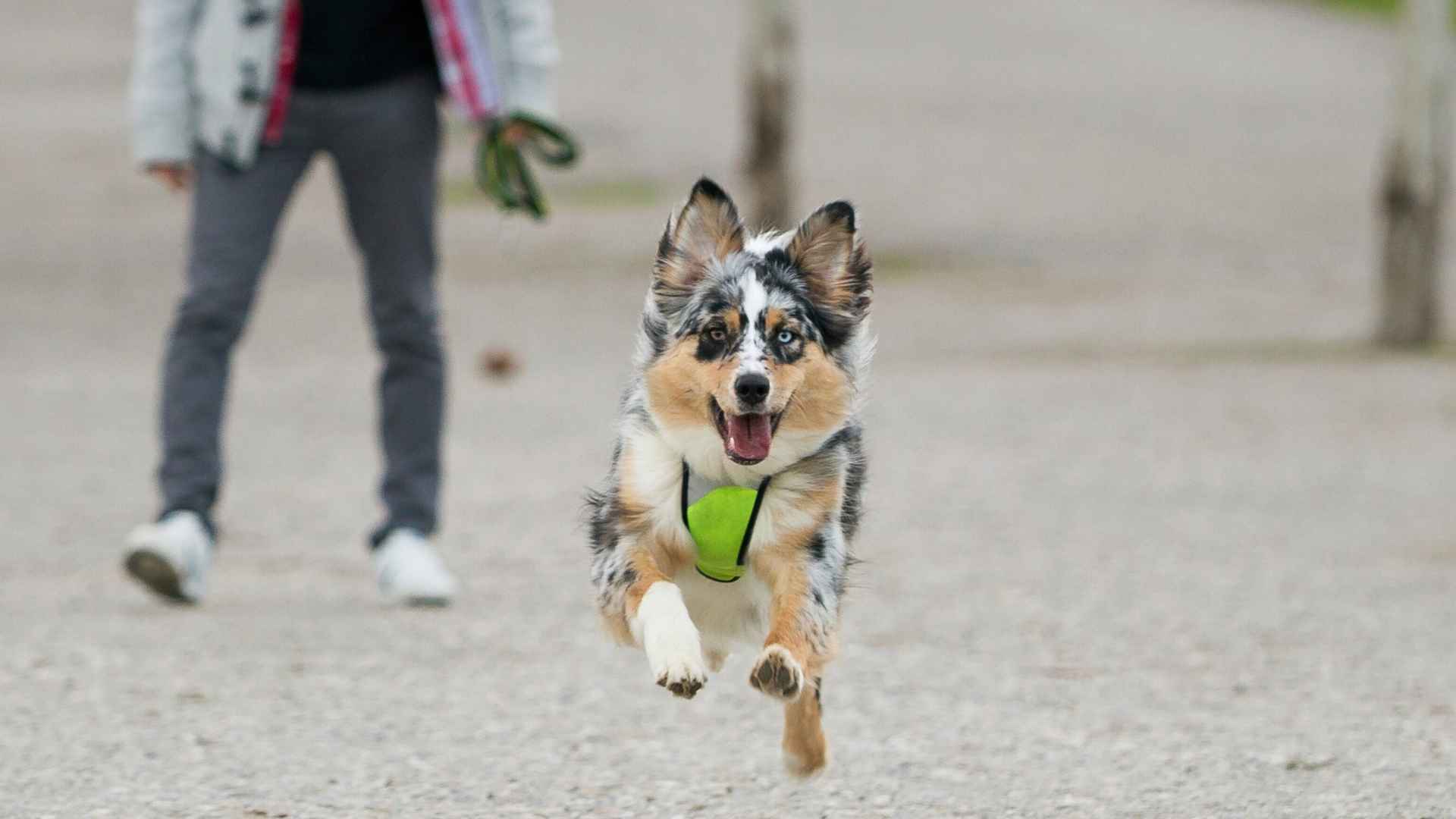 7 Low-Calmness Dog Breeds That Never Sit Still: Furballs of Energy