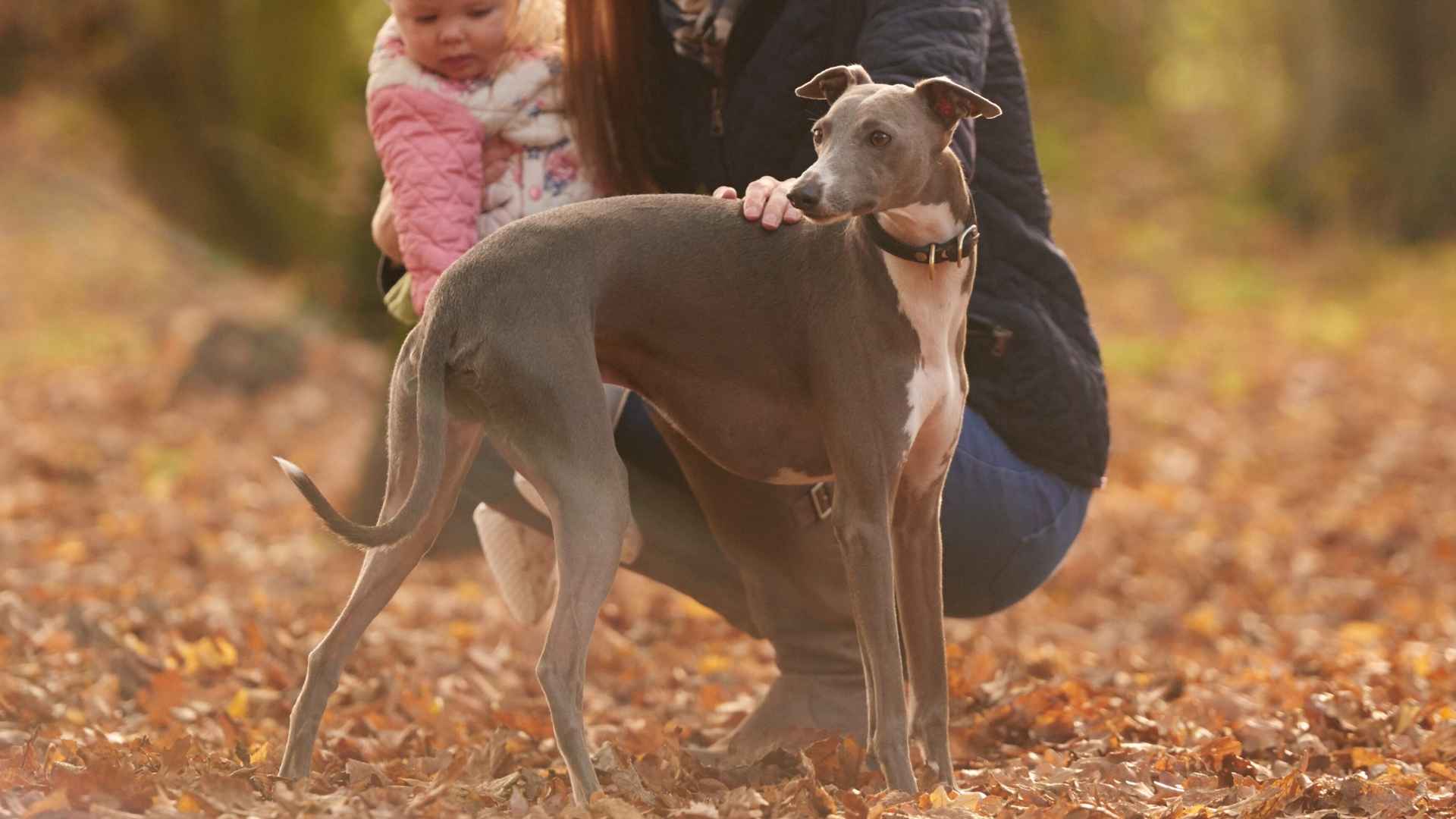 7 Low Sociability Dog Breeds That Make the Best Quiet Companions