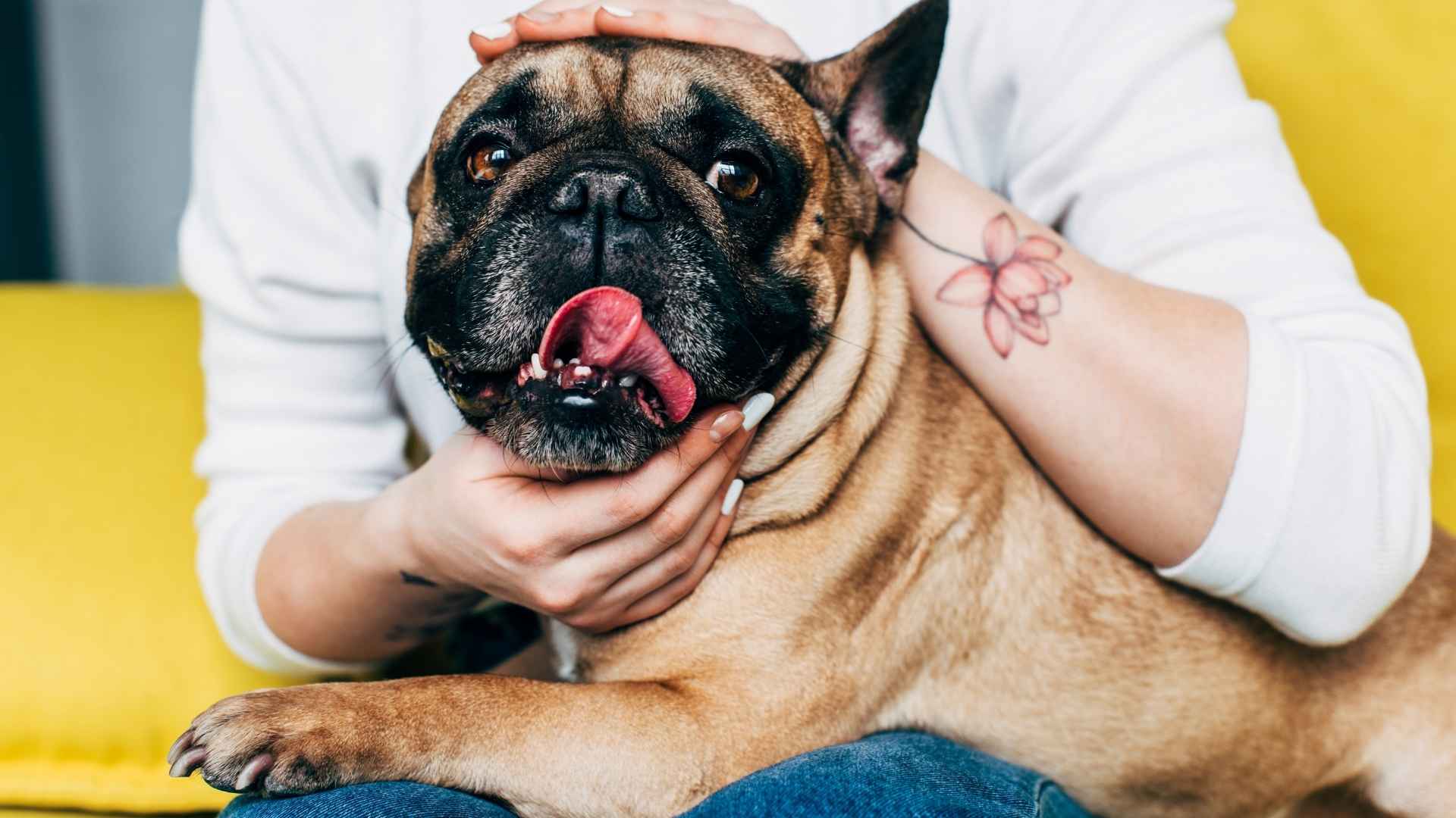 7 Moderately Emotionally Sensitive Dog Breeds That Adapt Well