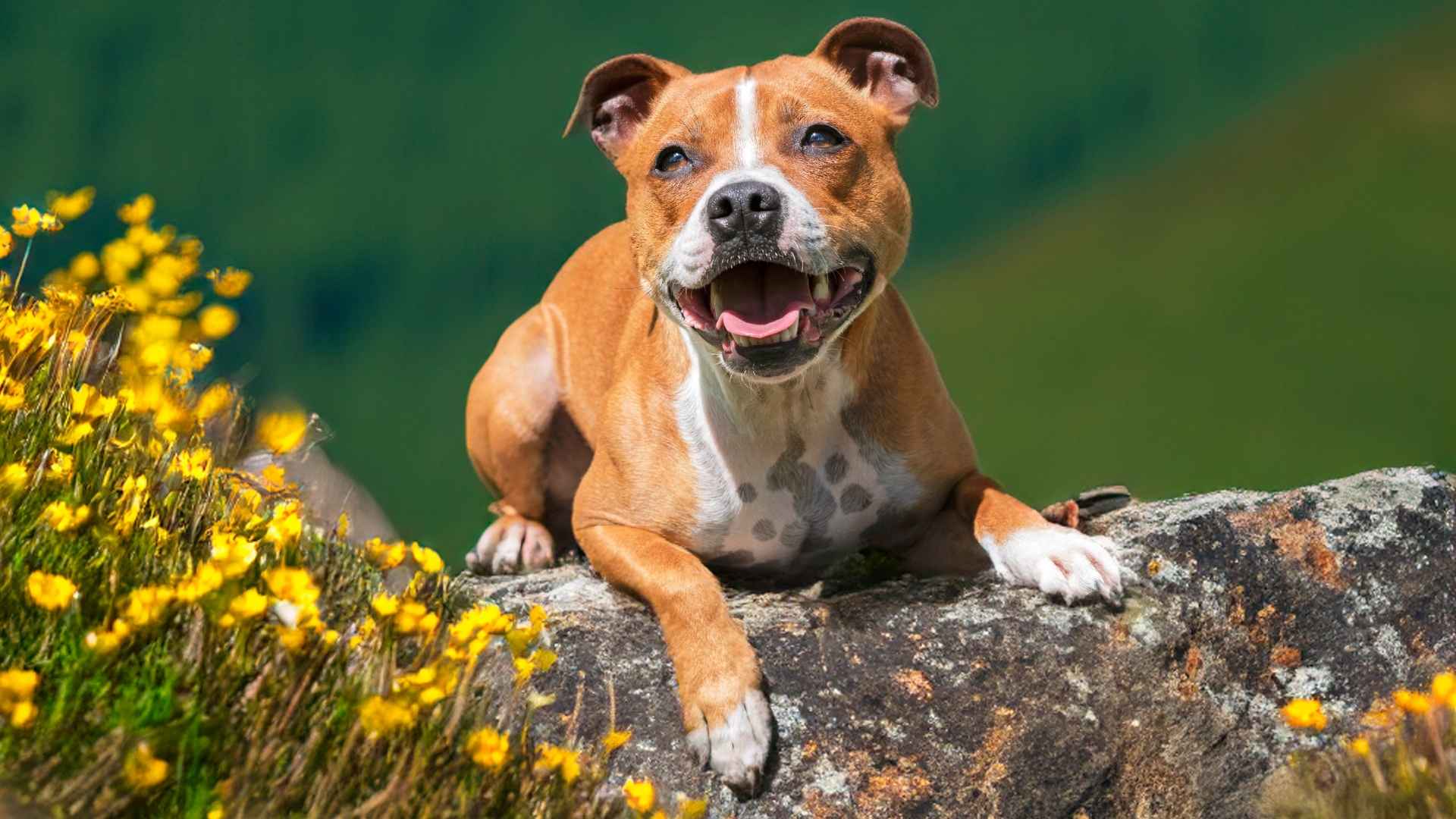7 Most Active Low-Maintenance Dog Breeds That Are Energetic Yet Easy to Care For