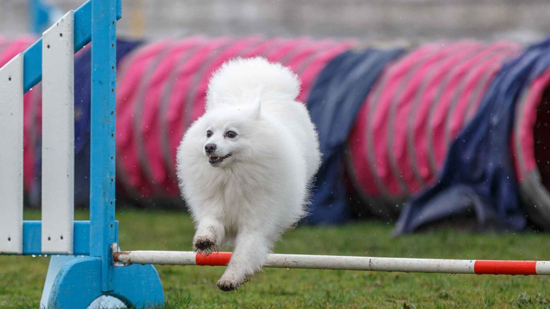 7 Most Agile Service Dog Breeds for Mobility and Assistance